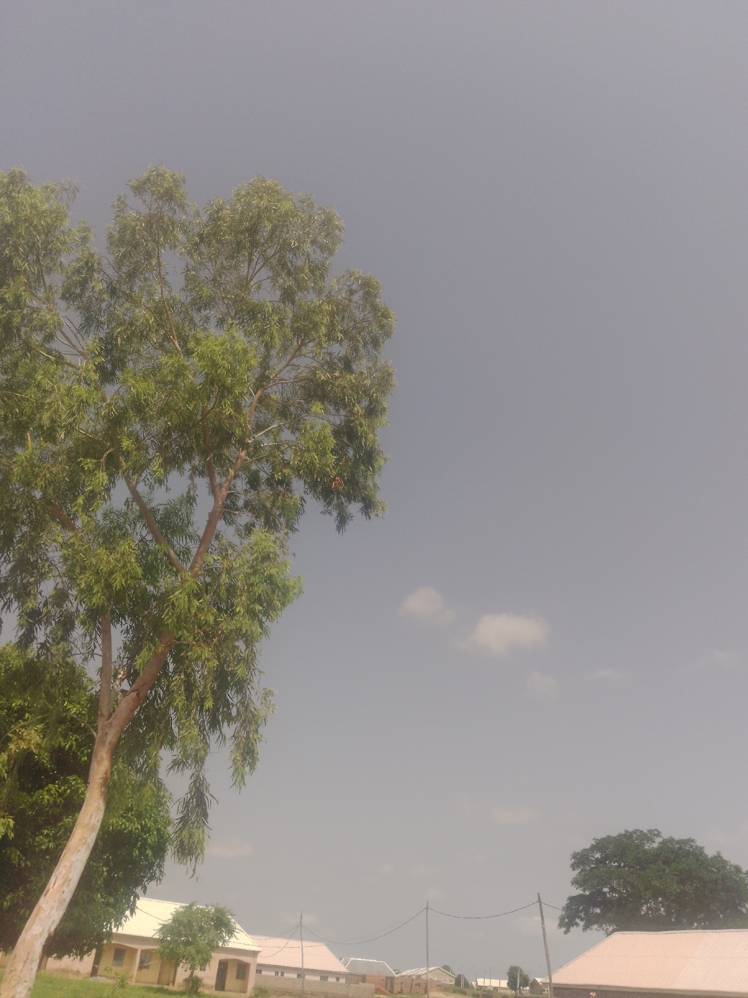 The image depicts an outdoor scene with a large tree in the foreground. The tree has a light-colored, textured trunk and is covered in abundant green foliage. To the right of the tree, a sprawling building with a light-colored roof is visible. In the distance, other buildings and vegetation can be seen. The sky is overcast and a light gray color, with a few faint clouds. The overall impression is of a rural or semi-rural setting. The presence of buildings suggests it could be near a residential or institutional area within Jauro Yinu, Nigeria. The lighting indicates it is daytime.