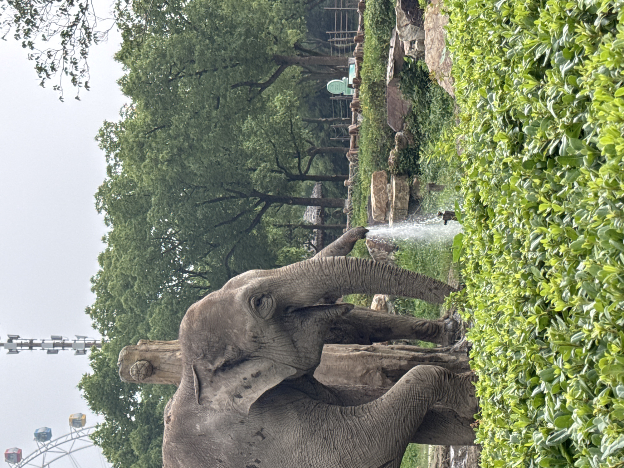 In the foreground, a dense bed of lush green foliage is visible, with some of the leaves appearing lighter green and white. Behind the foliage, the rear legs and lower body of an elephant are partially obscured. The elephant's skin is wrinkled and gray. Its trunk extends into the middle ground, spraying a stream of water. The elephant appears to be drinking or cooling itself with the water.
In the middle ground, large rocks and smaller stones are scattered amongst more greenery. Behind the rocks, a large, rough-textured, gray elephant trunk-like structure stands, possibly a rock formation or part of an exhibit. Further back, a section of the elephant's head and ear are visible, with the elephant's eye looking towards the right.
The background features a dense canopy of green trees. In the far background, a tall, grey cellular tower with multiple antennas stands out against an overcast sky. To the left of the tower, the brightly colored gondolas of a Ferris wheel, including red, yellow, and blue cabins, are visible. A rustic wooden fence with horizontal logs is also present in the background, with a green sign on a pole behind it. The scene appears to be an outdoor enclosure, likely a zoo or animal park, possibly located in Pudong, China, given the presence of the Ferris wheel and cellular tower, which are common landmarks in urban areas. The lighting suggests an overcast day.