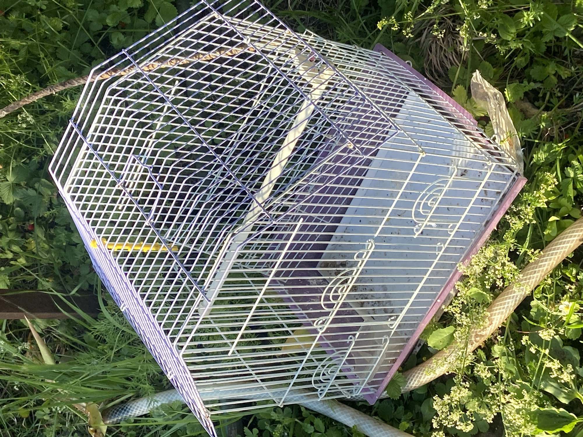 A white birdcage with a pink base and purple accents sits on the ground in a grassy, overgrown area. The cage is open, and a yellow perch is visible inside. A brown rope is draped over the top of the cage, and a section of a garden hose lies to the left of the cage. The background consists of green foliage, including grass and small plants. No people or animals are visible. The scene appears to be an outdoor environment, possibly a backyard or park. There is no indication of the location being the city of Naberezhnye Chelny, Russia, nor any specific activities or interactions.