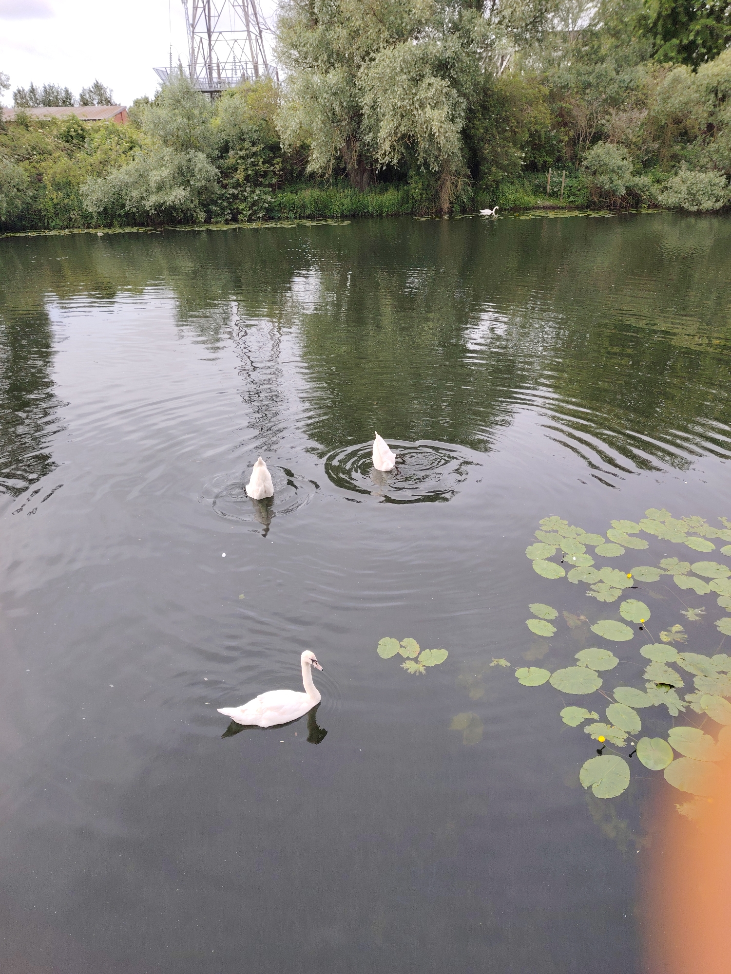 The image depicts a tranquil outdoor scene featuring a segment of a waterway in Peterborough, United Kingdom, likely a canal or river. The water occupies the majority of the frame, appearing dark green with visible ripples and reflections of the overhead sky and surrounding vegetation.
In the lower-center foreground, one white swan is actively swimming, facing towards the right side of the frame. Further back, two additional white swans are observed in a "dabbling" posture, with their posterior halves visible above the water surface as they feed underwater. Circular ripples emanate from both dabbling swans. In the mid-ground, close to the far bank, at least one more white swan is visible, swimming.
The lower-right quadrant of the water surface features a cluster of green lily pads, some bearing small yellow water lily flowers.
The far bank is densely lined with various green trees and shrubs, creating a natural, verdant backdrop. Above the treeline on the left, a portion of a light-colored building with a reddish roof is discernible. Dominating the upper-right background above the treeline is a large, grey metal lattice structure, characteristic of an electricity transmission pylon or tower, set against an overcast sky.