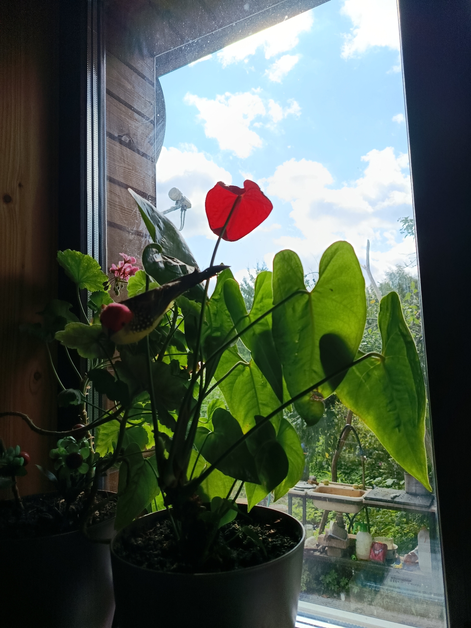 A close-up shot captures an indoor potted Anthurium plant with a bright red spathe, positioned on a windowsill. The plant's large, green, heart-shaped leaves are prominently displayed, with the red spathe extending upwards. To the left of the Anthurium, a smaller plant with pink flowers is visible, along with another potted plant on the far left.
Behind the plants, a window looks out onto a bright, partly cloudy sky and lush green trees. The windowsill appears to be part of a rustic wooden interior, with visible wood paneling on the left side of the frame. A small, decorative bird figurine, light brown with yellow and white speckled markings, is perched on a stem of the Anthurium. The scene is illuminated by natural light filtering through the window, casting shadows on the plants and creating a serene, natural atmosphere. The image does not contain any identifiable individuals or specific urban landmarks that would indicate a location within the city of Verеya, Russia.