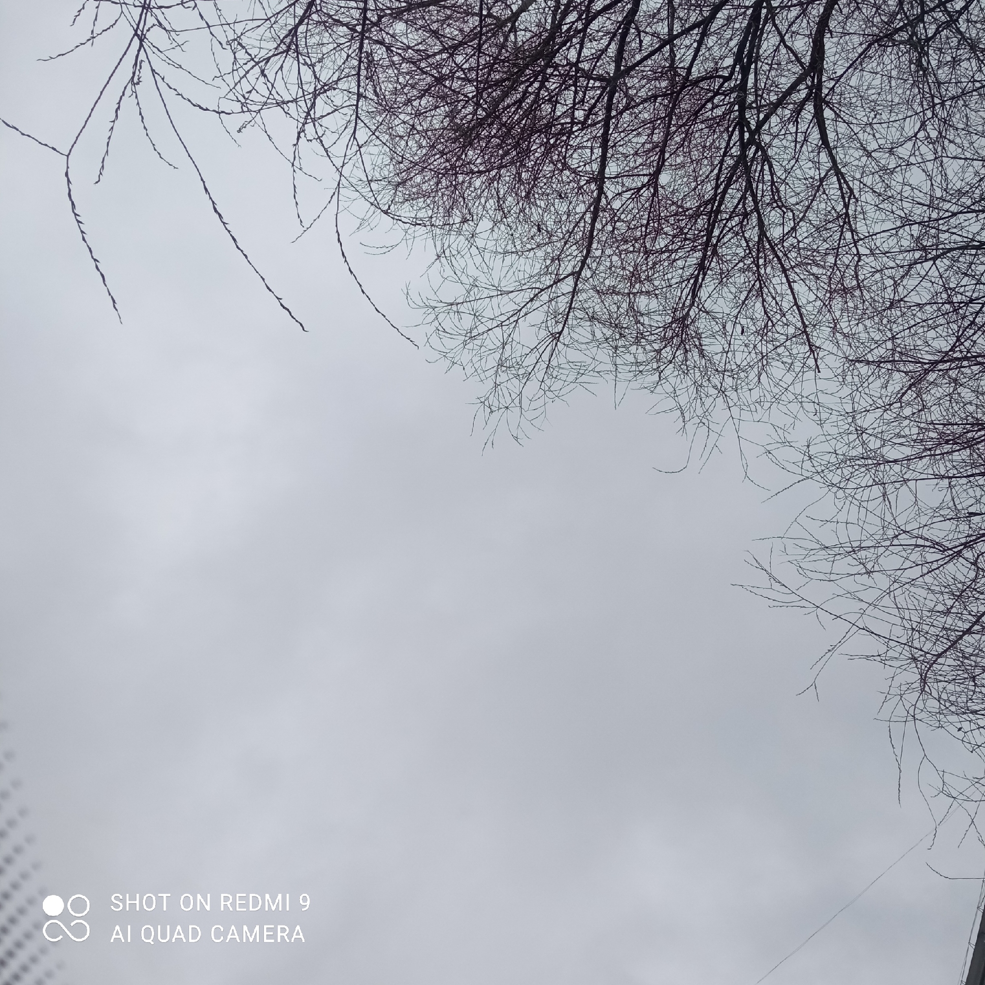 The image shows a view looking up at bare tree branches against a gray, overcast sky. The branches are primarily in the upper portion of the frame, with the sky dominating the central and lower areas. There are no people or other visible subjects in the scene. The branches appear thin and intricate. The image includes a digital watermark/camera information at the bottom left corner. The location is given as Chaikovsky, Russia, but no specific details are apparent from the image itself to confirm or expand on that.