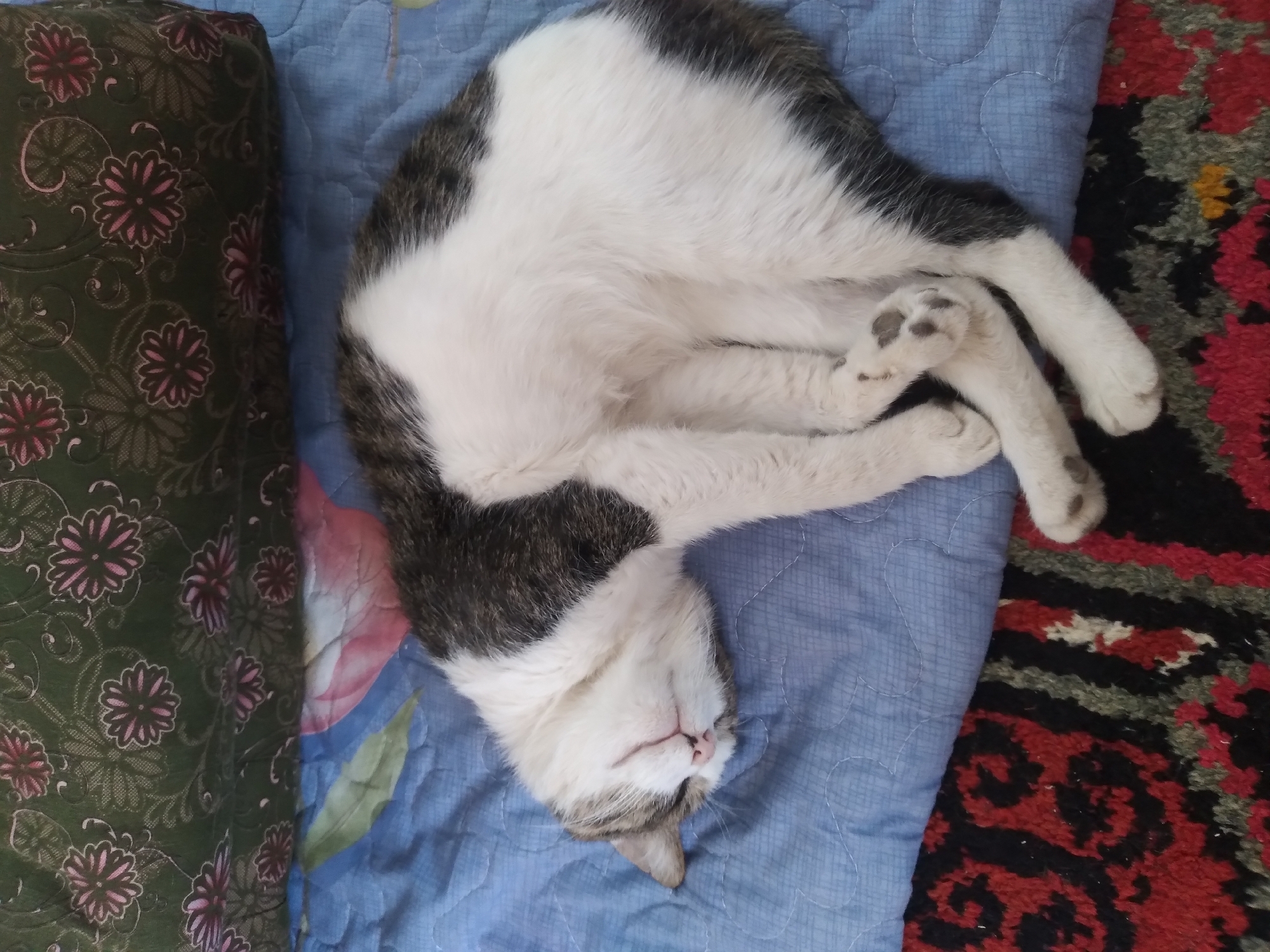 A domestic cat, predominantly white with patches of grey and black fur, sleeps curled on a blue quilted surface. The cat's eyes are closed, its head is turned to the left, and its paws are tucked in. Behind the cat, a dark green fabric with a floral pattern is visible. In the foreground, a red rug with a black and grey pattern is partially visible. The scene appears to be indoors. There is no information to suggest this location is in the city of Baki, Uzbekistan.