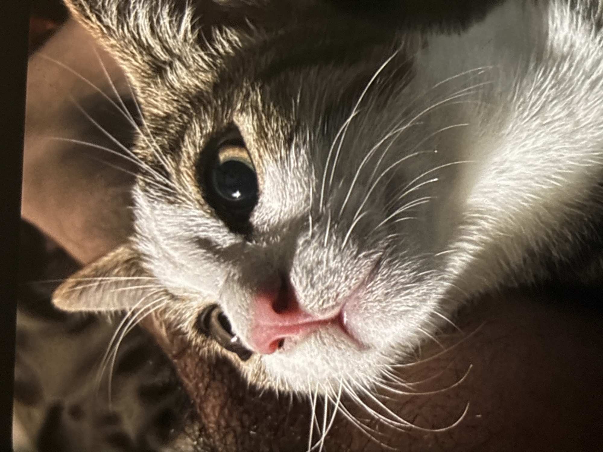 The image is a close-up shot of a cat's face, captured in Chalong, Thailand. The cat has white and brown fur, with prominent whiskers and bright, dark eyes. Its pink nose is also clearly visible. The lighting suggests it is outdoors, possibly in direct sunlight, which creates strong highlights and shadows on its face and fur. The background is blurred, but appears to be a textured surface, possibly fabric or skin, with warm brown tones. The overall impression is an intimate portrait of a domestic animal.
