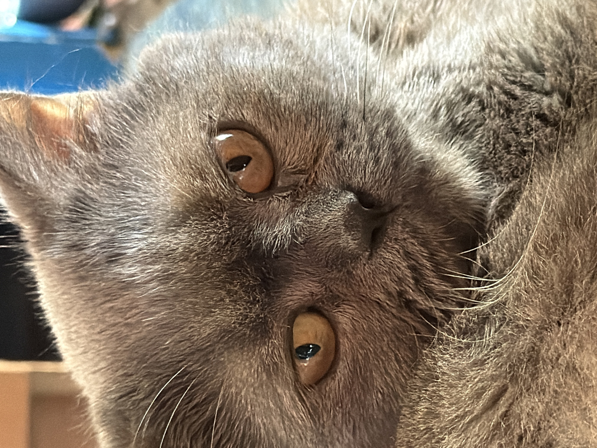 A close-up, eye-level, medium shot shows the face of a gray cat with large, round, amber eyes. The cat is looking slightly to the left of the camera, with its head tilted. Its fur is dense and appears to be of medium length. The background is blurred, with hints of brown and blue, suggesting an indoor environment. The lighting is warm and appears to be coming from the right side of the frame, casting subtle shadows on the cat's face. The image does not contain any information about a specific city or location.