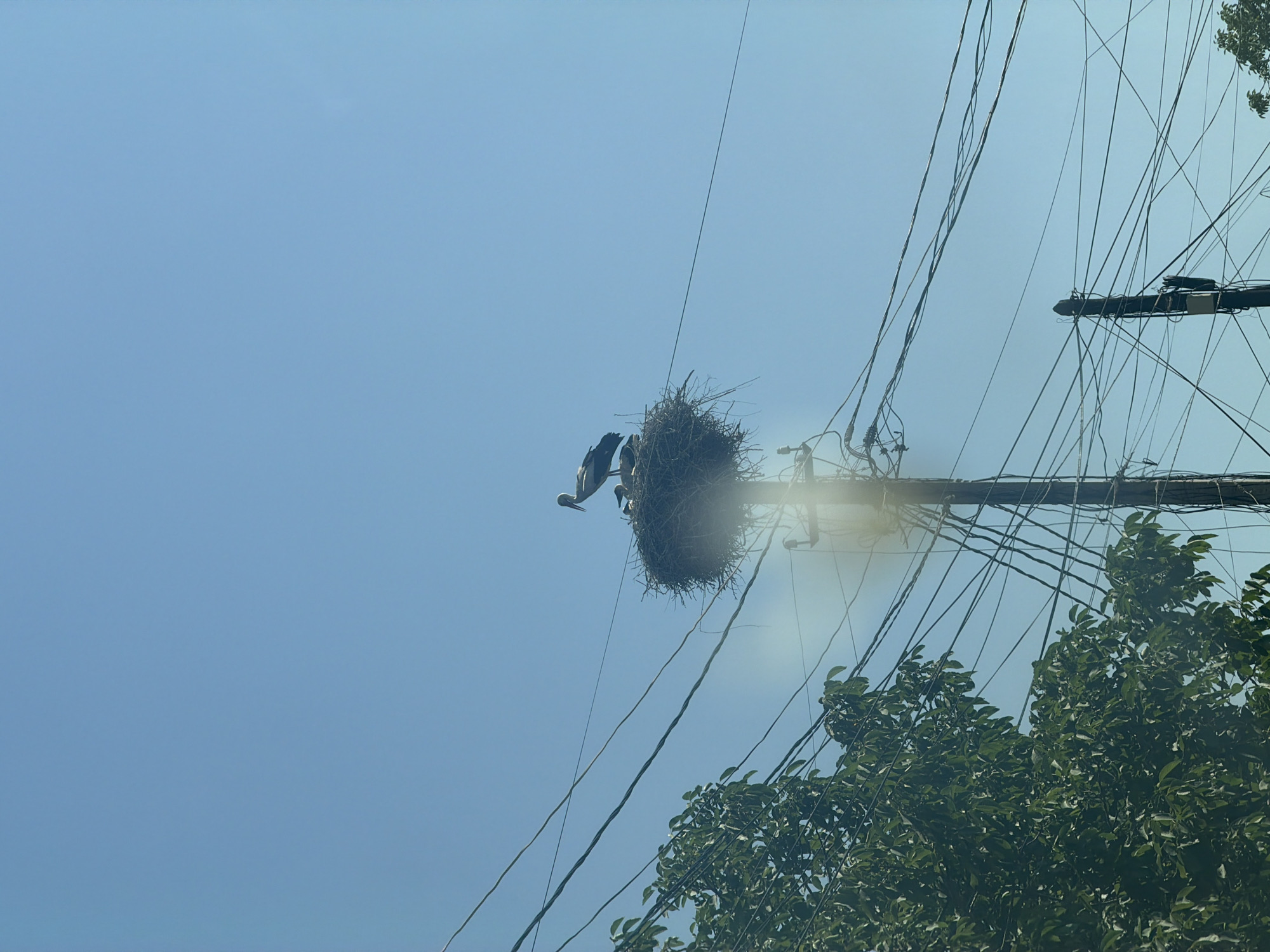 In Ashtarak, Armenia, a stork nest is situated atop a utility pole. The nest is constructed from interwoven branches and twigs, and contains at least one adult stork and two chicks. The adult stork is standing, facing to the right, with its wings folded. The chicks are huddled together in the center of the nest. The utility pole is surrounded by a dense network of electrical wires, and a large green tree is visible to the left of the frame. The sky is a clear, bright blue, indicating a sunny day. The image is taken from a low angle, looking up at the nest.