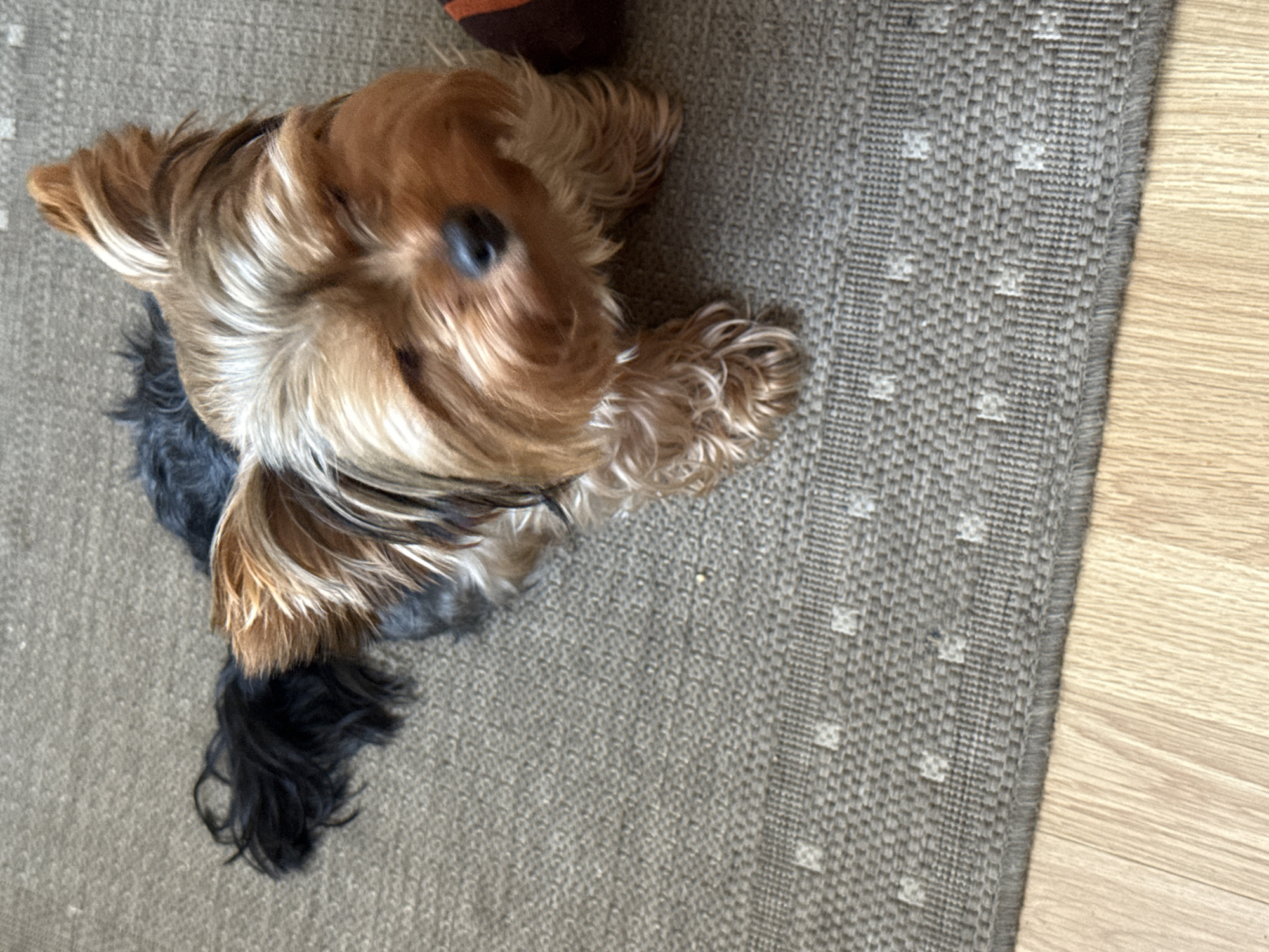 An overhead medium shot captures a small Yorkshire Terrier dog with tan and dark fur sitting on a woven gray rug. The dog's fur is long and appears slightly disheveled, with its ears perked up. Its eyes are partially closed, and its nose is dark. The rug has a subtle pattern of small, square, lighter-colored motifs. The edge of the rug meets a light-colored wooden floor at the bottom of the frame. Part of a dark brown and orange object, possibly a toy, is visible on the right side of the image, extending slightly into the frame. The setting appears to be indoors, within a residential environment. There are no people present in the image, and the dog is the sole subject.
