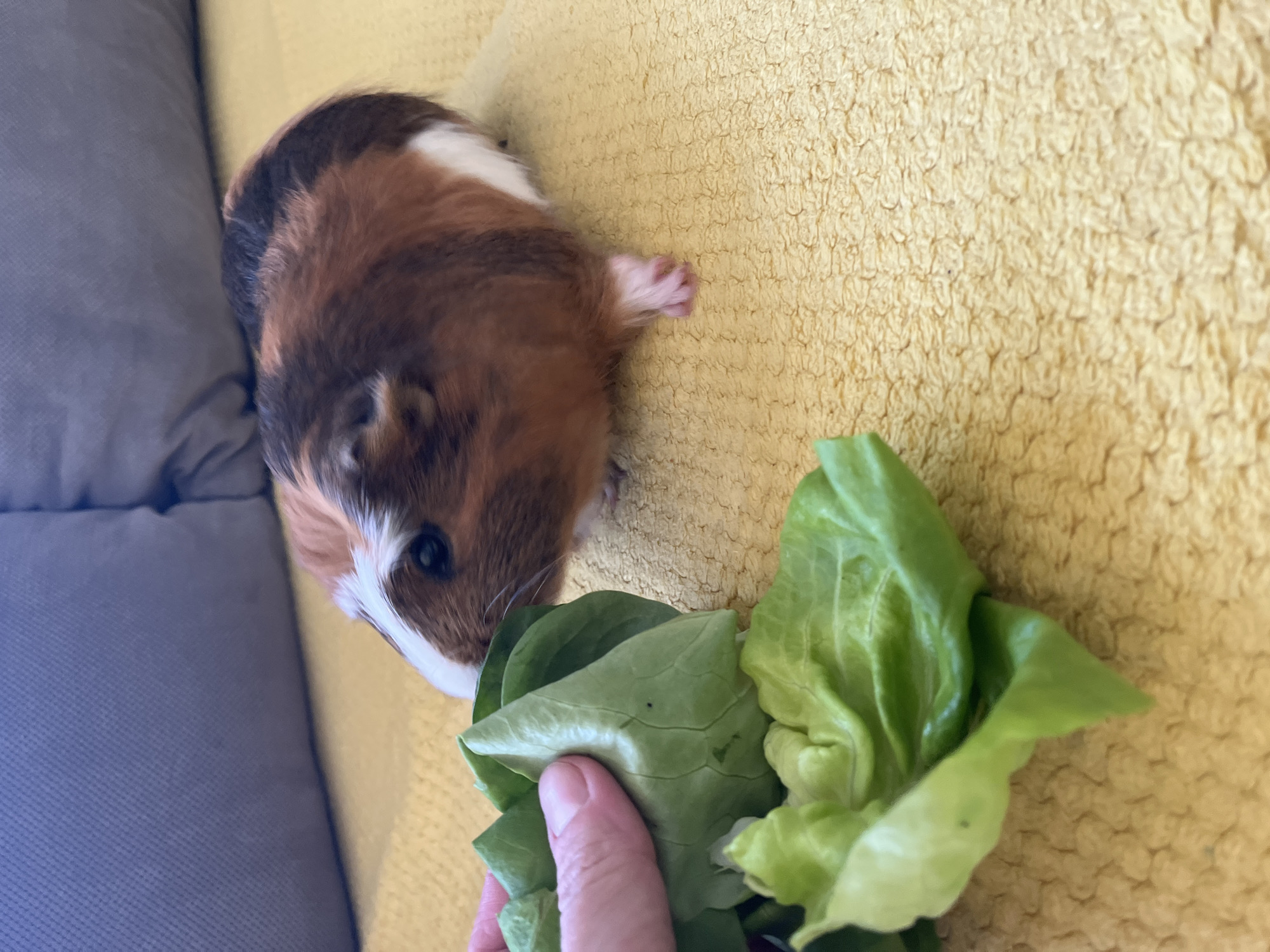 A calico-colored guinea pig, with patches of brown, white, and dark brown fur, is positioned on a textured yellow blanket or towel. To its left, a grey cushion or sofa armrest is visible. A human hand, with visible fingers, is holding a cluster of fresh green lettuce leaves, offering them to the guinea pig. The guinea pig is looking directly at the lettuce with apparent interest and readiness to eat. Its small, pink front paw is extended slightly onto the yellow surface. The bright lighting suggests a daytime setting indoors, likely in a domestic environment. No text is visible in the image.