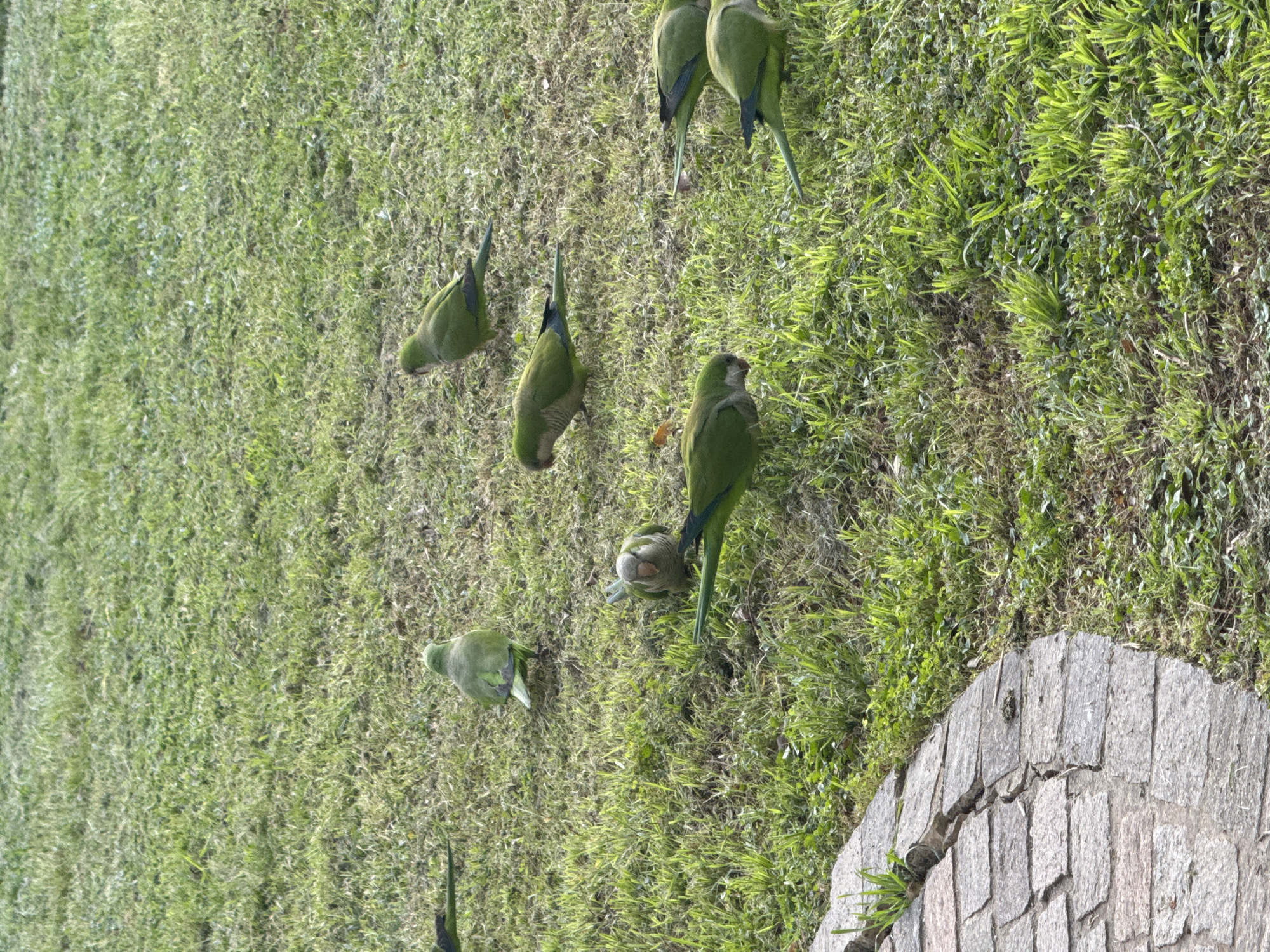 The image shows several Monk Parakeets on a grassy area, possibly a park or lawn. The location is Tel-Aviv, Israel. The birds are primarily green, some with blue accents on their wings, and appear to be foraging or feeding in the grass. Some are upright while others have their heads down. A section of a broken brick walkway is visible along the right side of the scene.