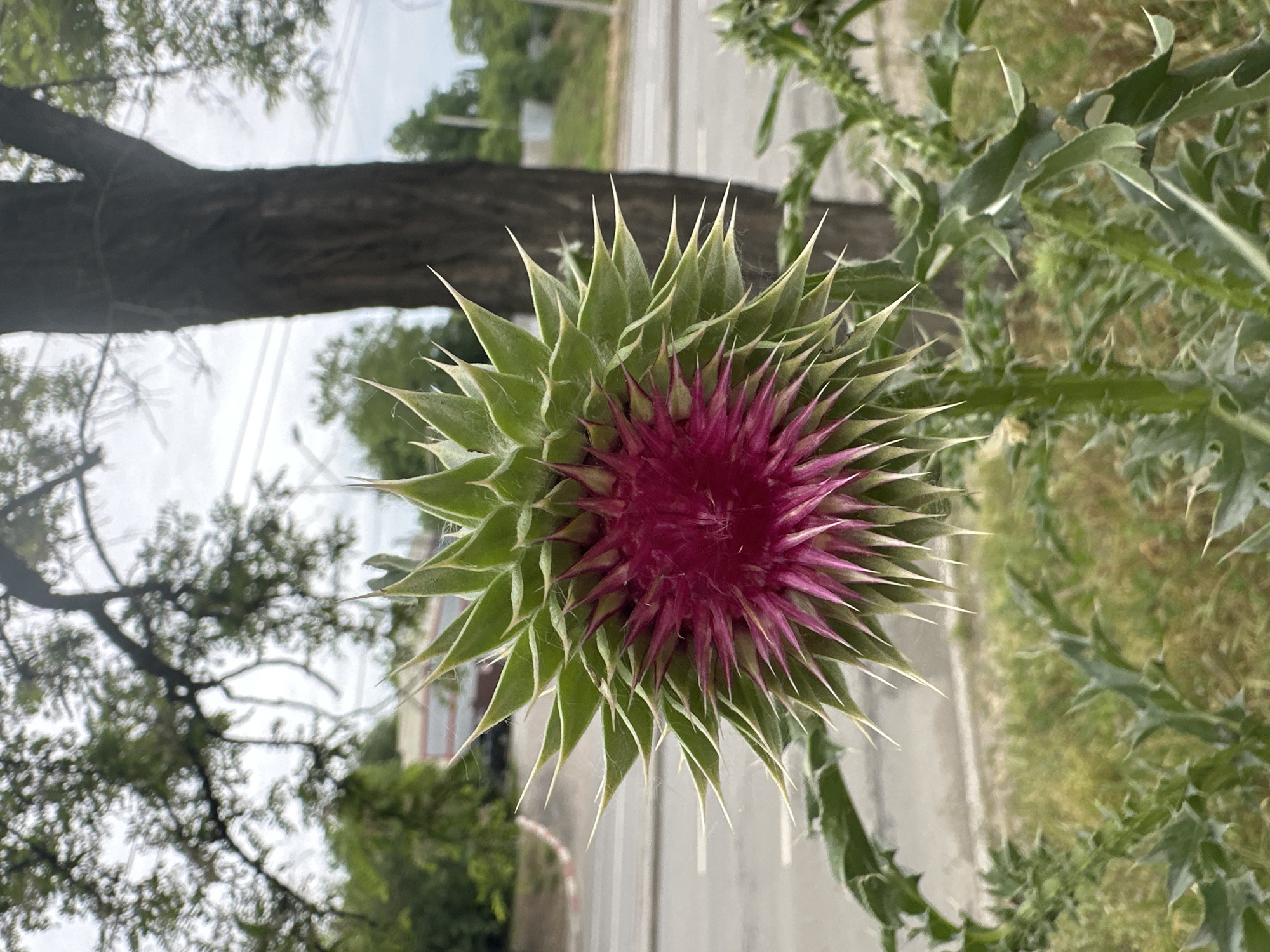 The image presents a close-up, rotated view of a vibrant thistle flower, set against a blurred natural and urban background. The flower is oriented in the center, appearing almost star-shaped with a striking fuchsia or deep pink central bloom composed of numerous fine, spiky petals. This bright inflorescence is encircled by a base of robust, light green bracts, each terminating in a sharp, pale spike. Some delicate, white, web-like fuzz or fine hairs are visible among these green, thorny structures.
The background is significantly out of focus. To the upper left, a thick, dark brown tree trunk runs horizontally, with blurred green foliage and a bright, overcast sky behind it. To the right and bottom, more blurred green foliage, likely additional thistle plants with their characteristic spiky leaves, fills the space. A light-colored, paved surface, possibly a road or pathway with a faint white line (perhaps a curb or road marking), is visible vertically along the right edge of the frame. Further in the distance, indistinct shapes of buildings or structures can be vaguely perceived.
The overall scene suggests an outdoor, natural setting, possibly an overgrown area or roadside. The sky is bright and overcast, indicating daytime. There are no people or visible text in the image. The original image appears to have been captured and then rotated 90 degrees counter-clockwise.