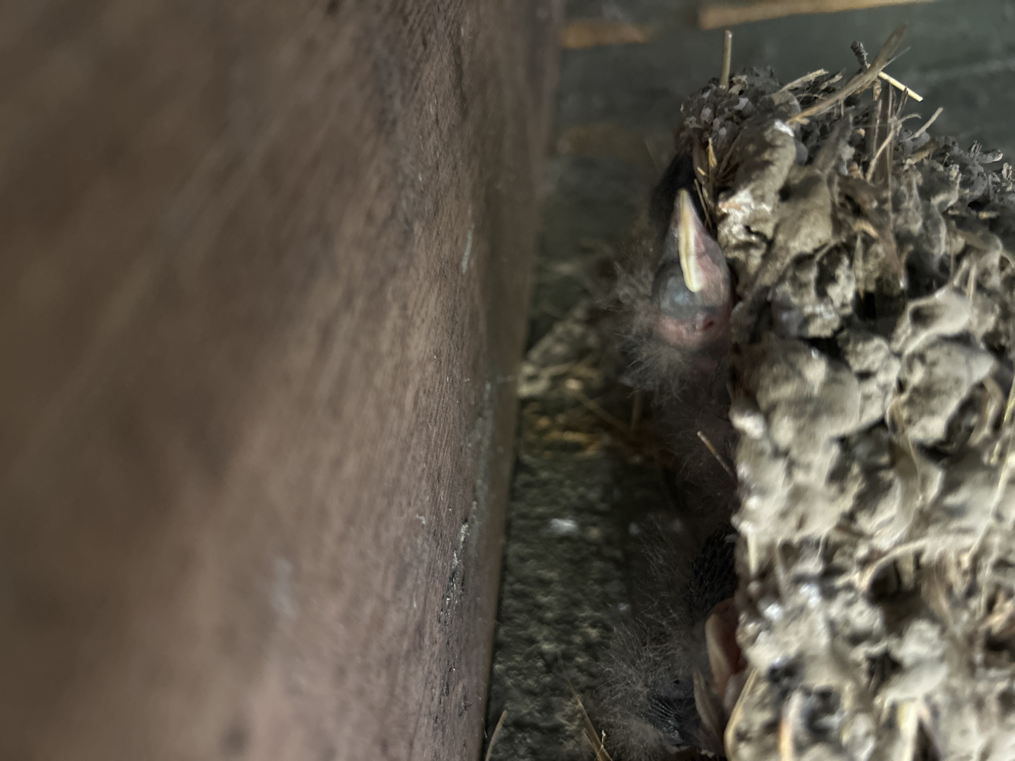 A close-up view of a nest built between a wooden beam and what appears to be a wall. The nest contains at least two baby birds with open mouths, indicating they are waiting to be fed. The nest is constructed of mud, twigs, and other materials. The location is not identifiable within the confines of the image.