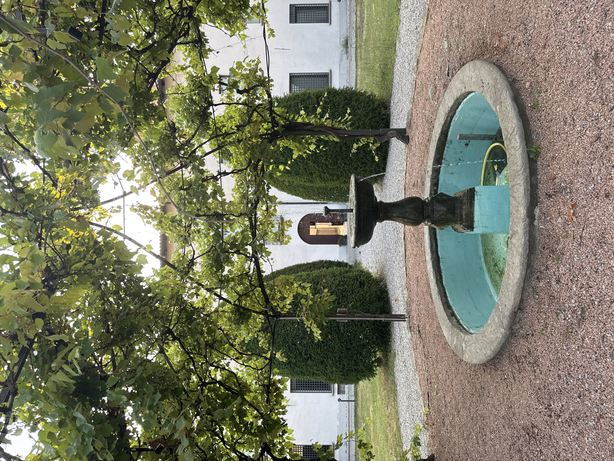 In Balerna, Switzerland, a small, circular fountain with a turquoise interior sits in the foreground, surrounded by reddish-brown gravel. Water flows from a dark stone pedestal into the fountain. Behind the fountain, two large, cone-shaped bushes flank a building with white walls and arched doorways. A vine-covered pergola arches over the scene, with green leaves and some clusters of grapes visible. The building has several windows with dark grates. The overall setting appears to be a tranquil courtyard.