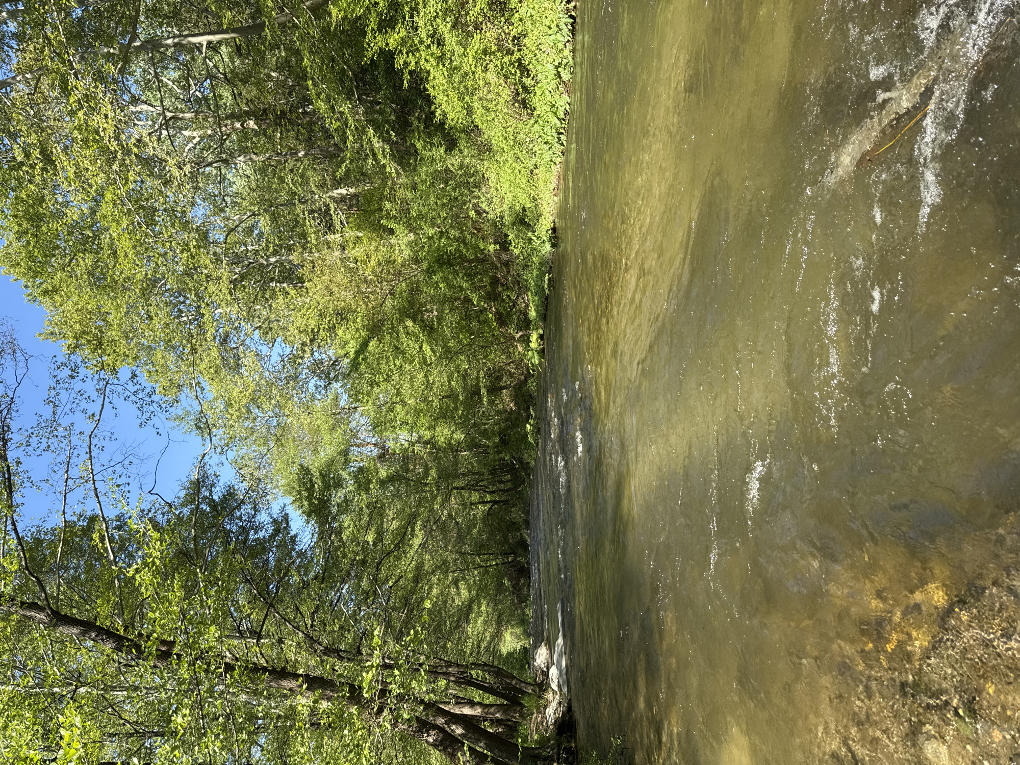 A river flows through a heavily wooded area, possibly in Parvenets, Bulgaria, though this cannot be confirmed from the image. The river's water appears murky, with visible reflections of light and surface disturbances suggesting movement. Lush green trees line both banks of the river, forming a dense canopy overhead that obscures much of the sky. A small patch of blue sky is visible through the treetops. The angle of the image is slightly off-kilter.