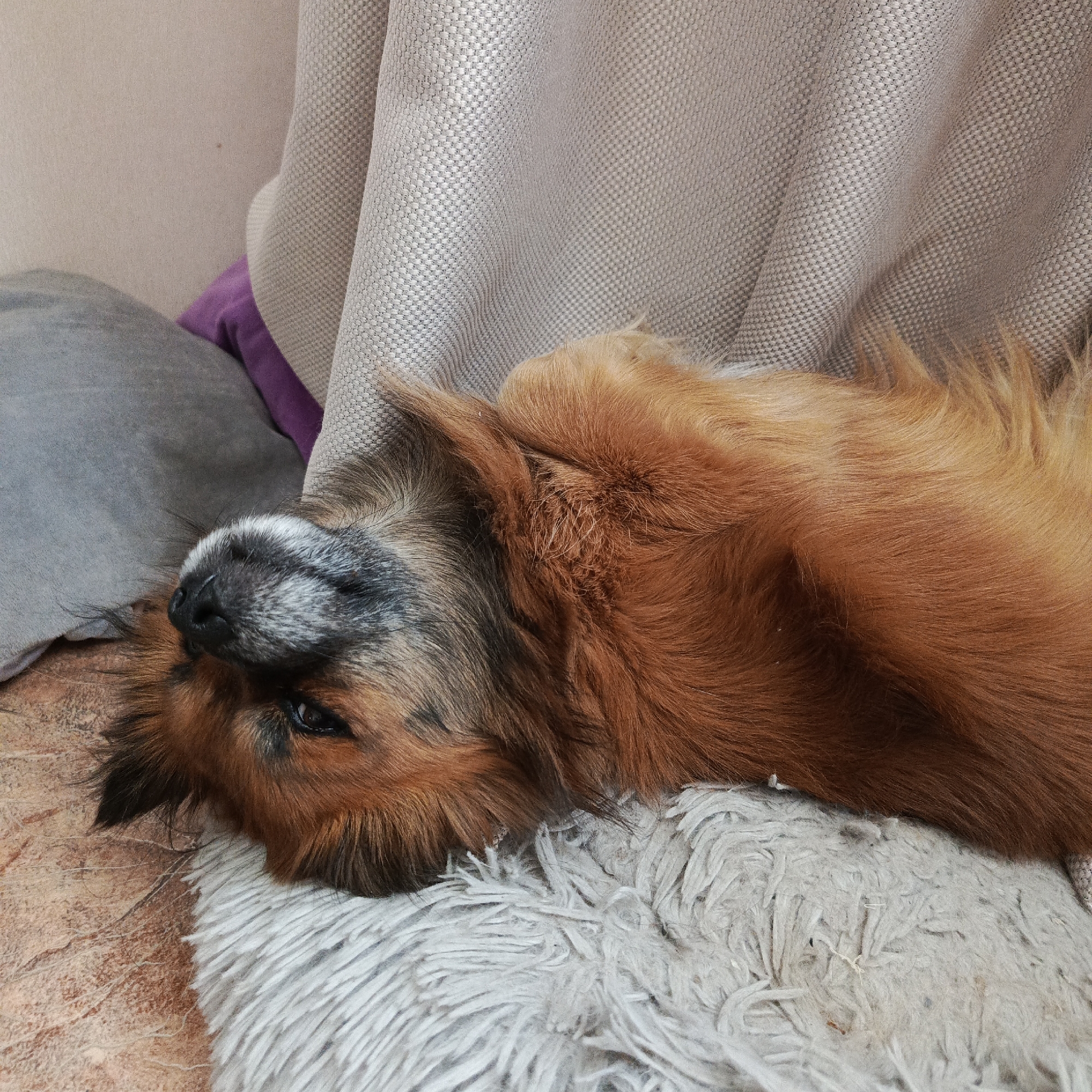 A medium-sized, brown and black long-haired dog lies on its back on a light gray faux fur rug in Chaikovsky, Russia. The dog's head is tilted upwards, facing the viewer. The dog has a white muzzle and a single eye is visible. Behind the dog are a gray pillow, a purple pillow, and a light gray fabric drape. The background is a pale peach-colored wall.