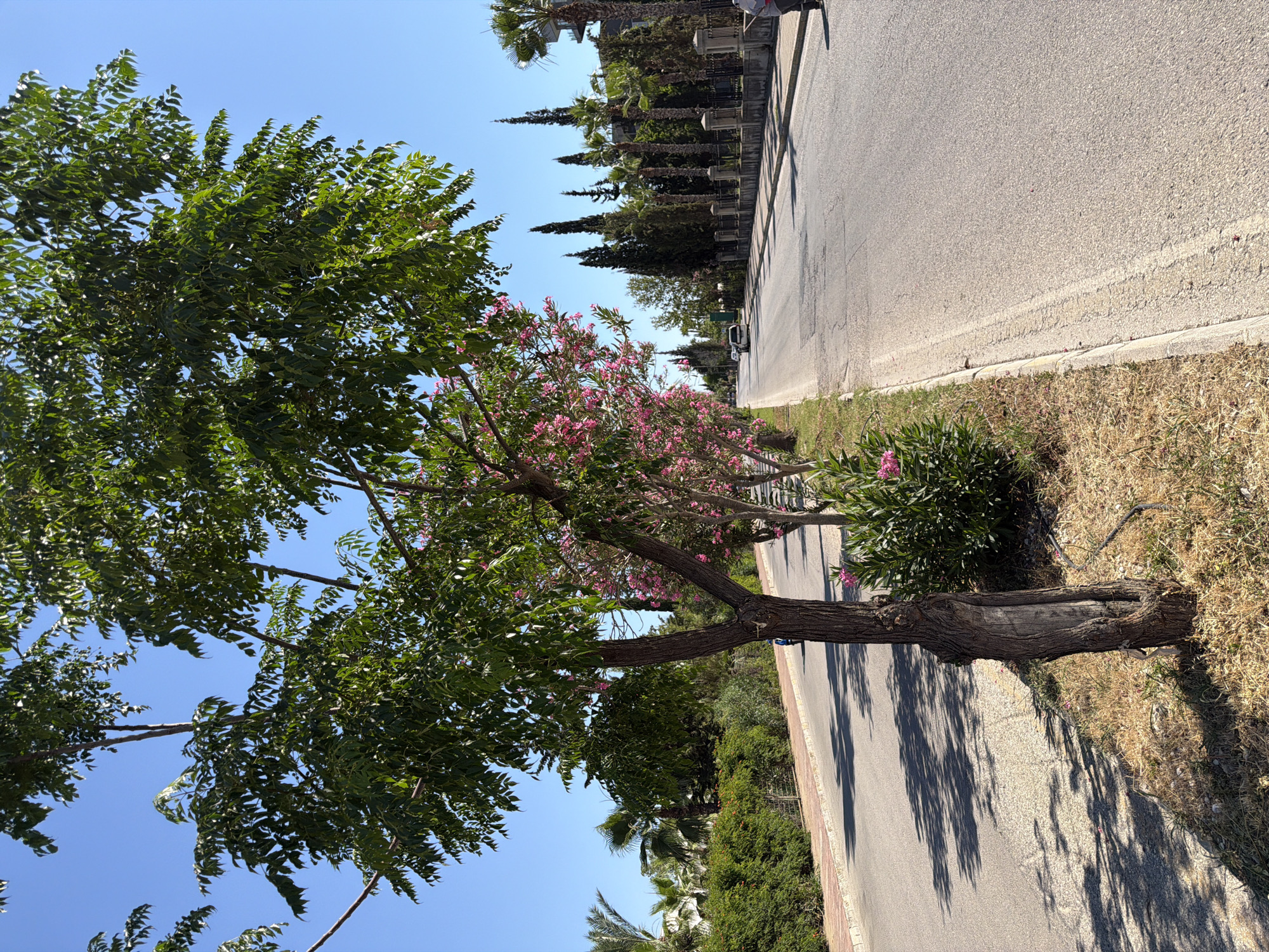 The image shows a tree with green foliage and pink flowers next to a paved road. The road has a white line painted on its surface and appears to be a street in a town or city. The scene is outdoors on a sunny day, as indicated by the bright blue sky and the shadows cast by the trees on the road. The vegetation is lush, suggesting a warm climate. The ground beside the road is covered with dry grass and some green bushes. In the background, there are more trees and what looks like a building or a fence. The perspective of the image is from a low angle, looking up towards the sky and the trees. There are no people or specific objects of interest clearly visible besides the natural elements and the road. The time of day appears to be daytime, likely morning or afternoon given the sunlight. The overall impression is a peaceful, natural scene within an urban or suburban environment.