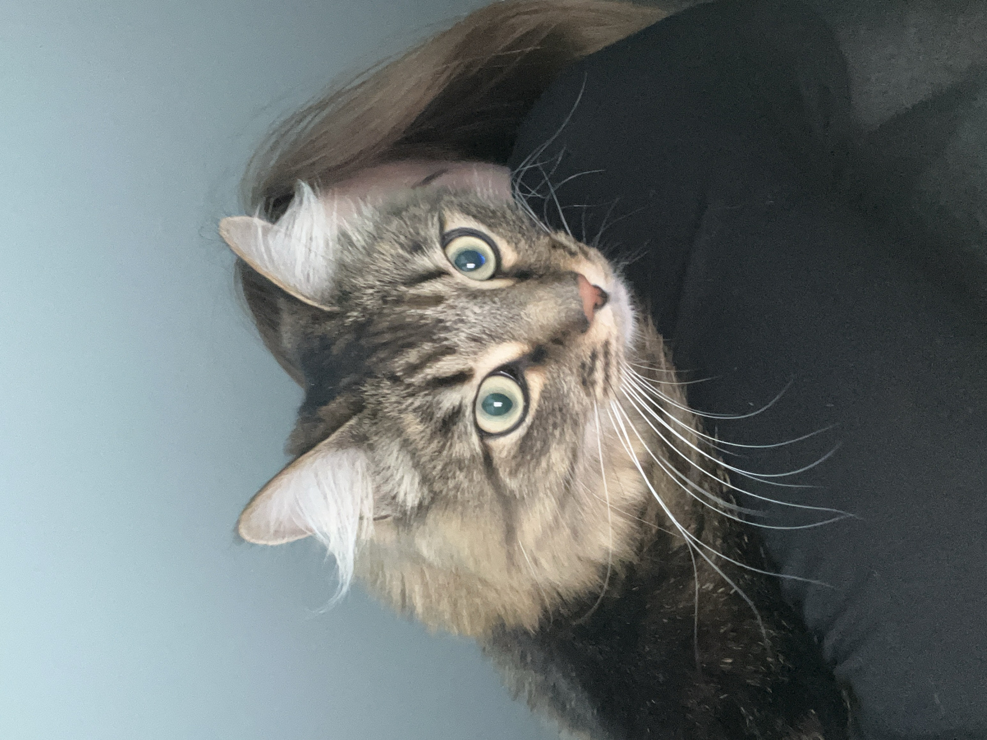 An indoor scene in Chaikovsky, Russia, features a long-haired domestic cat perched on the right shoulder of an individual. The cat, appearing to be a tabby breed, exhibits a mottled brown, black, and tan coat with prominent white ear tufts and long white whiskers. Its large, round eyes are light green-blue with dilated pupils, reflecting ambient light, as it gazes directly towards the viewer. A small, pink nose is visible. The supporting individual's light brown hair is partially visible on the right side of the frame, alongside a dark, possibly black, garment providing the resting surface for the cat. The background is a plain, light blue-grey wall.