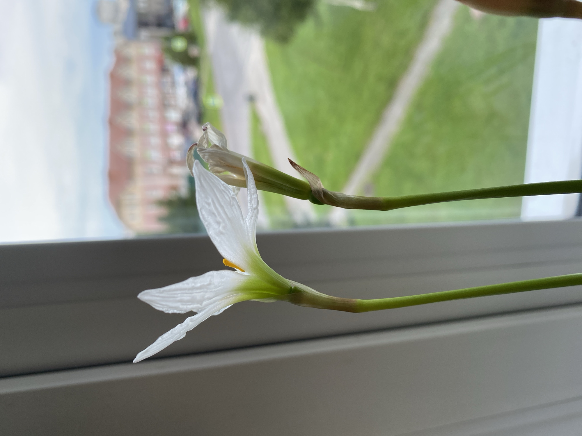 The image shows two white flowers with green stems in the foreground, positioned in front of a window. The flowers are delicate and translucent, with visible veins on their petals. One flower is fully open, displaying a bright yellow stamen. The other flower is partially closed, with its petals beginning to droop. The background, visible through the window, depicts a blurred urban scene. A building with a red roof and arched windows is prominent, along with trees and what appears to be a street with cars. The overall impression is of a tranquil, indoor setting juxtaposed with a muted outdoor environment.