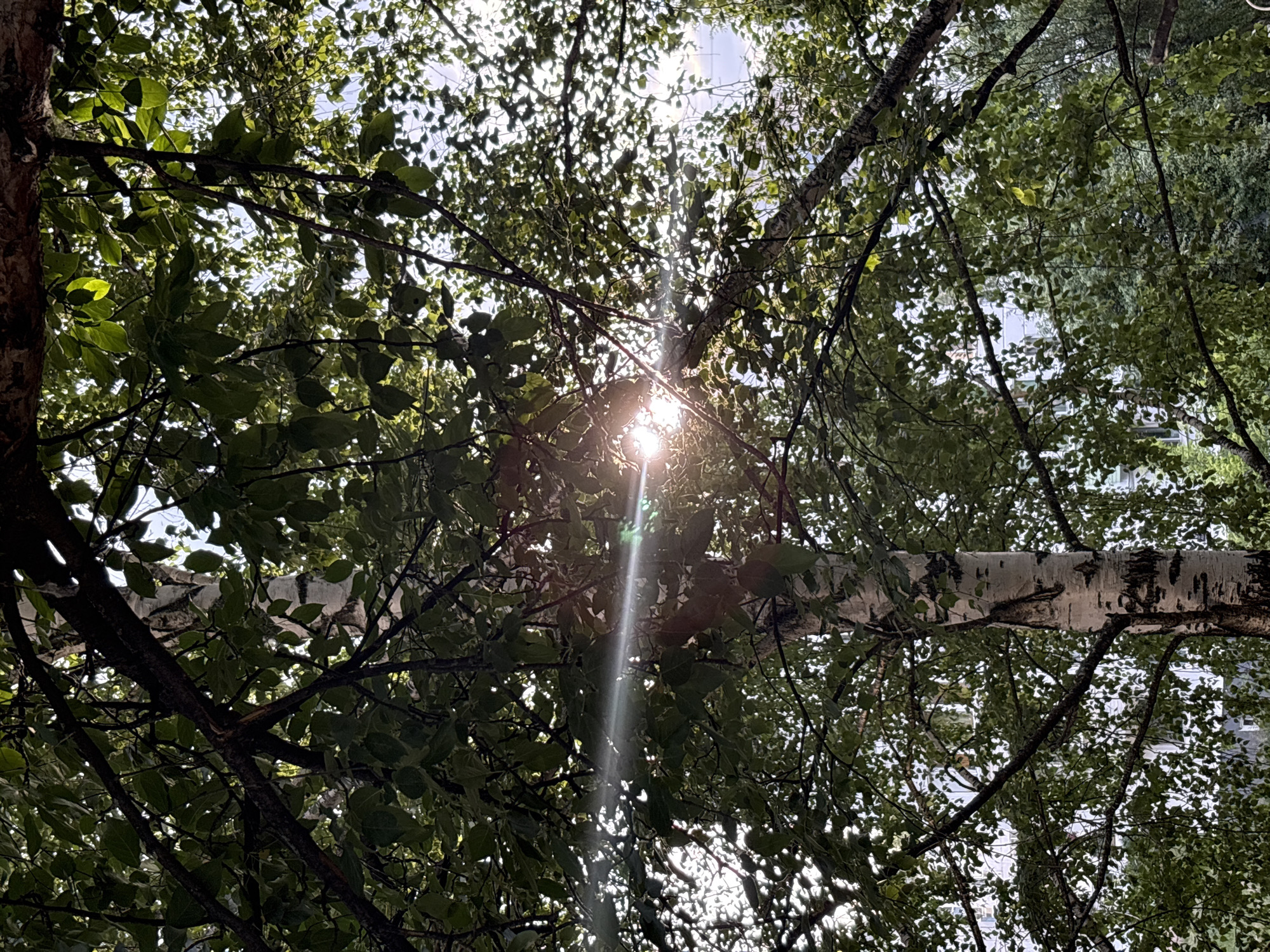 This is a low-angle shot looking up through the dense green foliage of trees, likely in Chaikovsky, Russia. The sun is shining brightly through the leaves, creating lens flare and dappled light effects. The leaves are a vibrant green, and the branches are dark, creating a strong contrast. In the center of the frame, a large, pale birch branch spans horizontally, its distinctive white bark with dark markings clearly visible. The background is a bright sky, with hints of buildings visible through the gaps in the leaves, suggesting an urban or suburban setting. The overall mood is peaceful and natural, with the sunlight evoking a sense of warmth and brightness. It appears to be daytime, likely late morning or early afternoon, given the position of the sun. There is no visible text in the image.