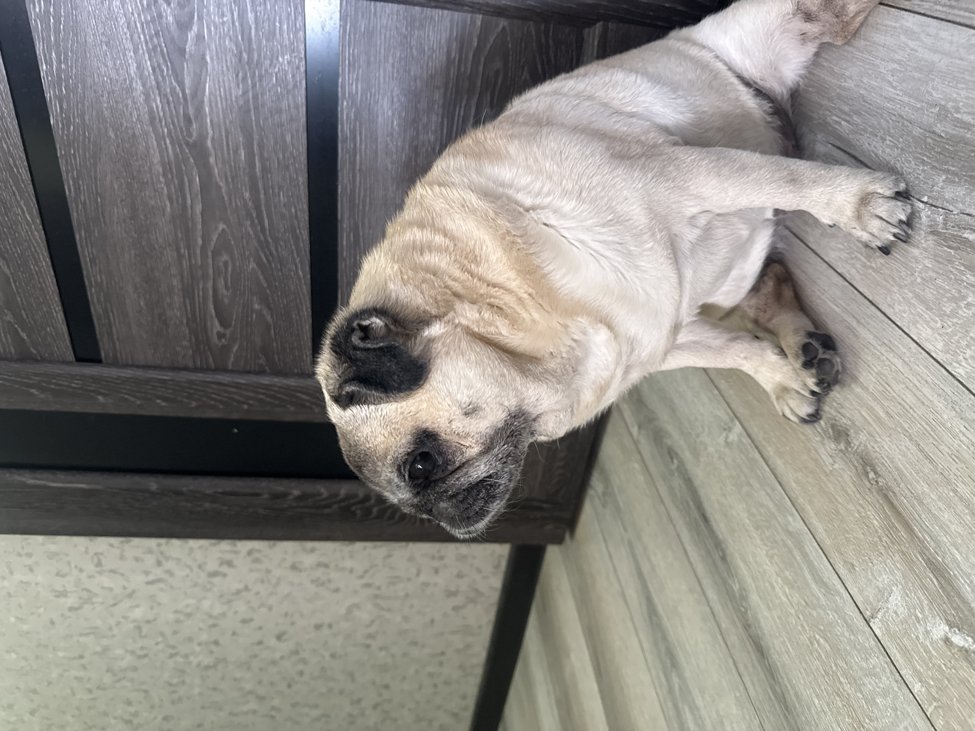 A light-colored pug sits on a light-colored wooden floor. The pug is facing left and is mostly in profile. Its ears are black and its muzzle is dark. The pug is in a dimly lit room with a patterned wall on the left and a dark wooden door on the right. There are no people visible in the image. The image appears to have been taken indoors in a residential setting.