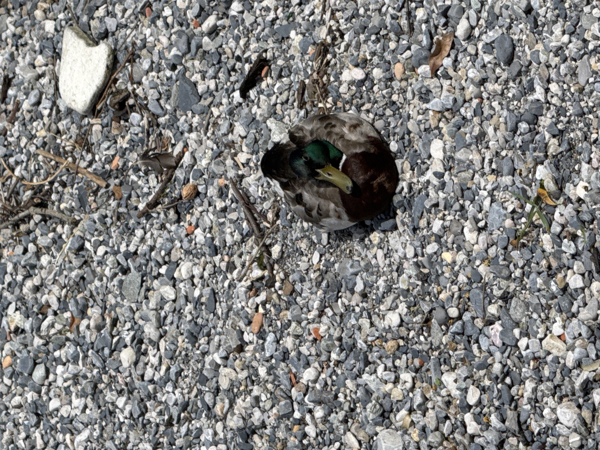 A mallard duck is resting on a surface covered with small, gray and white stones and scattered twigs. The duck is positioned in the lower right quadrant of the image, facing left. Its head is tucked into its body, and its eyes are closed. The duck's plumage is a mix of brown, gray, and white, with a distinctive green head. The surrounding environment is a dense gravel bed with occasional small pieces of brick and a few dried leaves. The lighting suggests it is daytime, with shadows cast by the stones and duck. The scene does not depict any buildings or recognizable landmarks of Gittana, Italy.