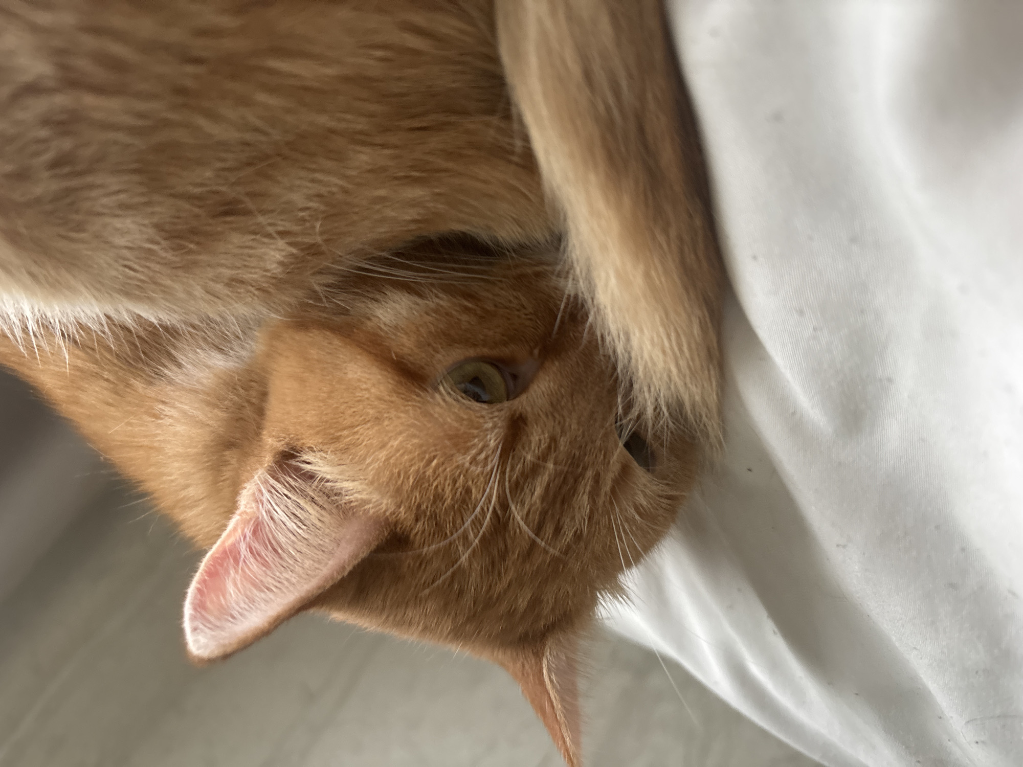 An orange tabby cat with green eyes is curled up on a white surface. The cat's tail is wrapped around its body, obscuring its face. The background is a soft focus of white and gray. The scene is likely indoors, in a residential setting, and does not contain any identifiable landmarks or clues that would place it in Zheleznogorsk, Russia.