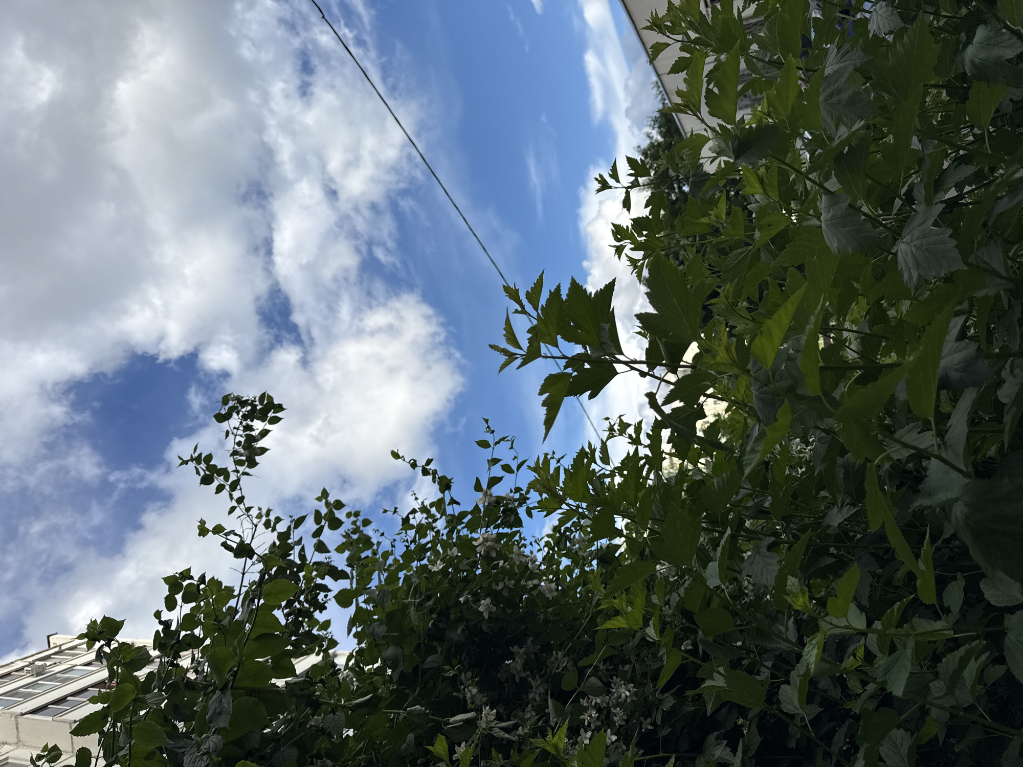 A low-angle shot captures lush green foliage in the foreground, with white blossoms interspersed among the leaves on the left side. Behind the foliage, a bright blue sky is visible, adorned with fluffy white clouds. A thin, dark wire stretches diagonally across the sky from the upper right to the middle of the frame. To the left, a portion of a white building with visible windows and air conditioning units is partially obscured by the greenery. The background on the right shows more greenery and the edge of a building. The scene suggests an outdoor urban environment, possibly a park or residential area, on a partly cloudy day.