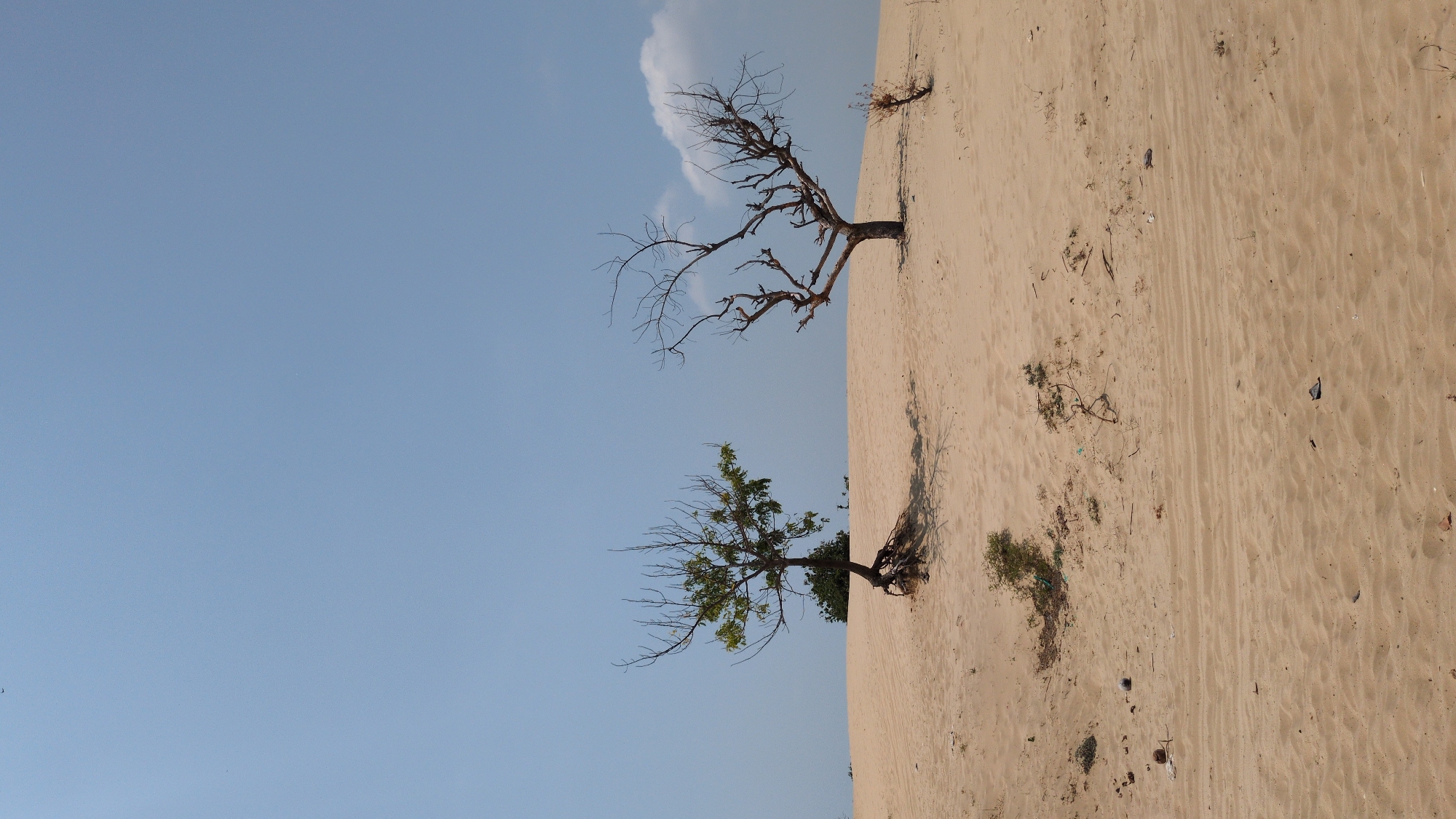 Two trees, one with more foliage than the other, grow from the side of a sand dune in Phuoc Dinh, Vietnam. The sky is clear with some clouds visible. Debris is scattered across the sand.