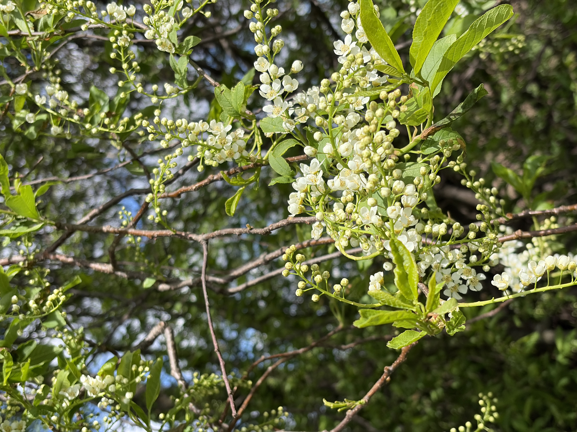The image depicts a tree branch with small white flowers and green leaves. The flowers are clustered together in bunches along the branch. The background is a mix of blurred foliage and branches, with glimpses of blue sky visible through the gaps. The location, Nizhnii Vishur, Russia, is not directly discernible from the image's content.