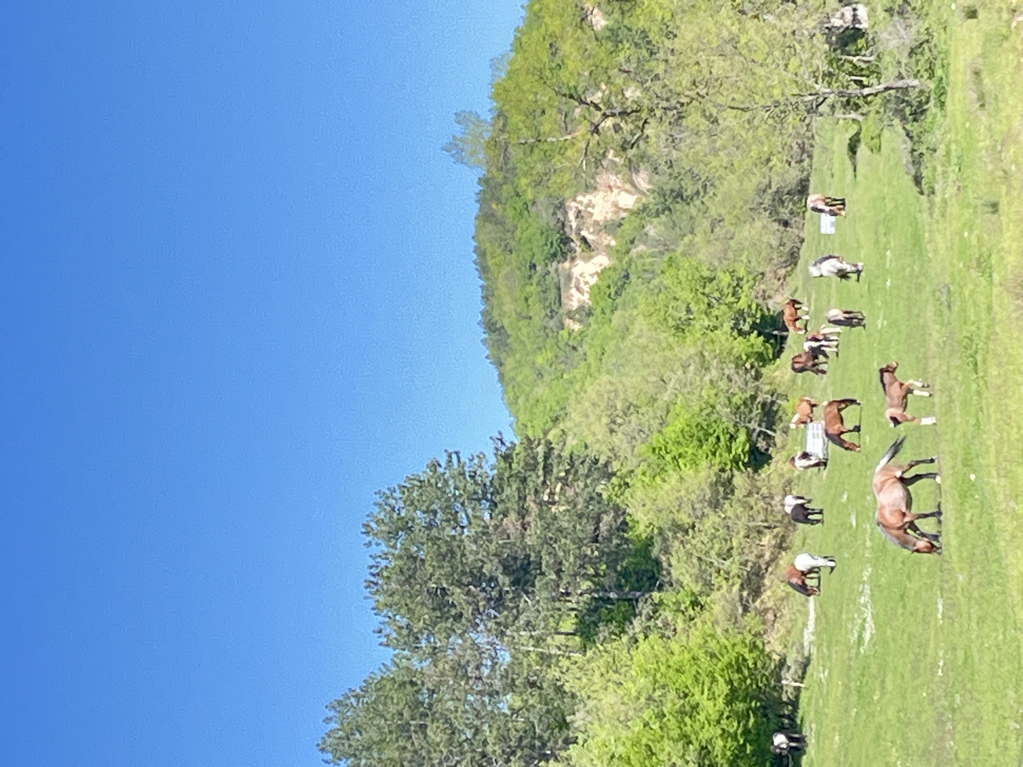 The image depicts a rural landscape in Zlatolist, Bulgaria. A grassy hillside is populated by a herd of horses. The hillside is bordered by trees and a rock formation near the top. A clear blue sky dominates the upper portion of the image.