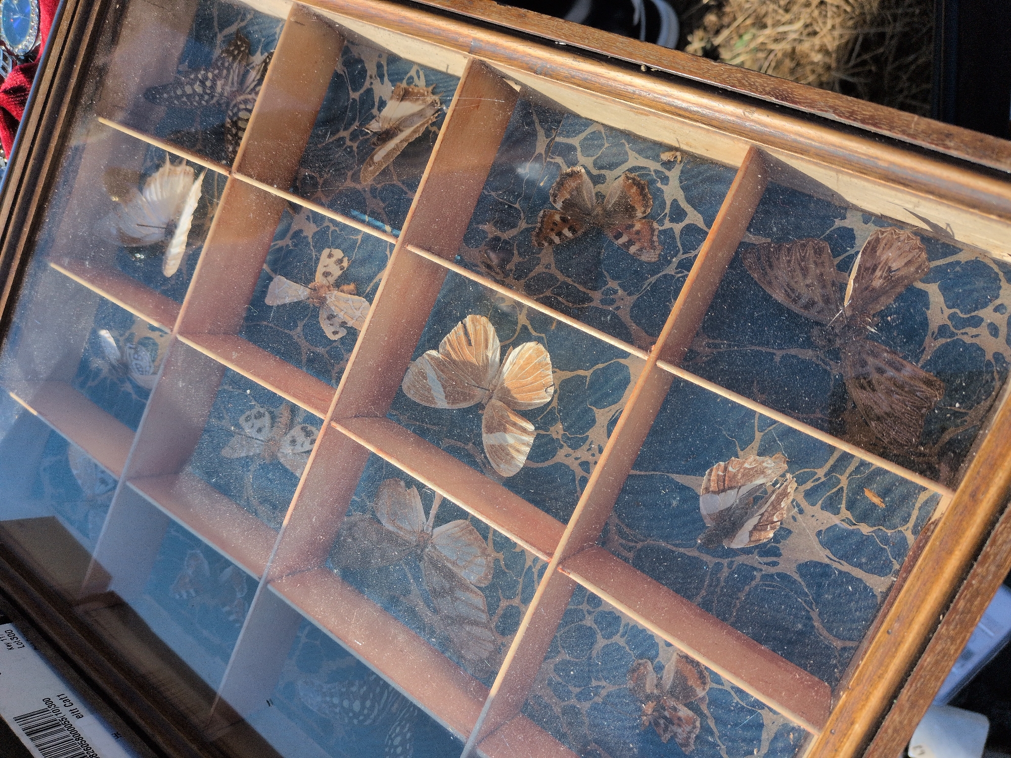 A framed display case filled with preserved butterflies sits outdoors on the ground, in Claverley, United Kingdom. The case is divided into a grid of square compartments, each containing a single specimen. The butterflies vary in size, color, and pattern, with some appearing light brown and tan, while others are darker with intricate markings. The background of each compartment is a dark, marbled paper with lighter, swirling patterns. The glass lid of the display case is dusty, and reflections are visible on its surface. The display case itself is made of wood. In the background, dry grass and soil are visible, suggesting an outdoor environment. A portion of a black object, possibly a bag or clothing, is also visible to the right of the display case.