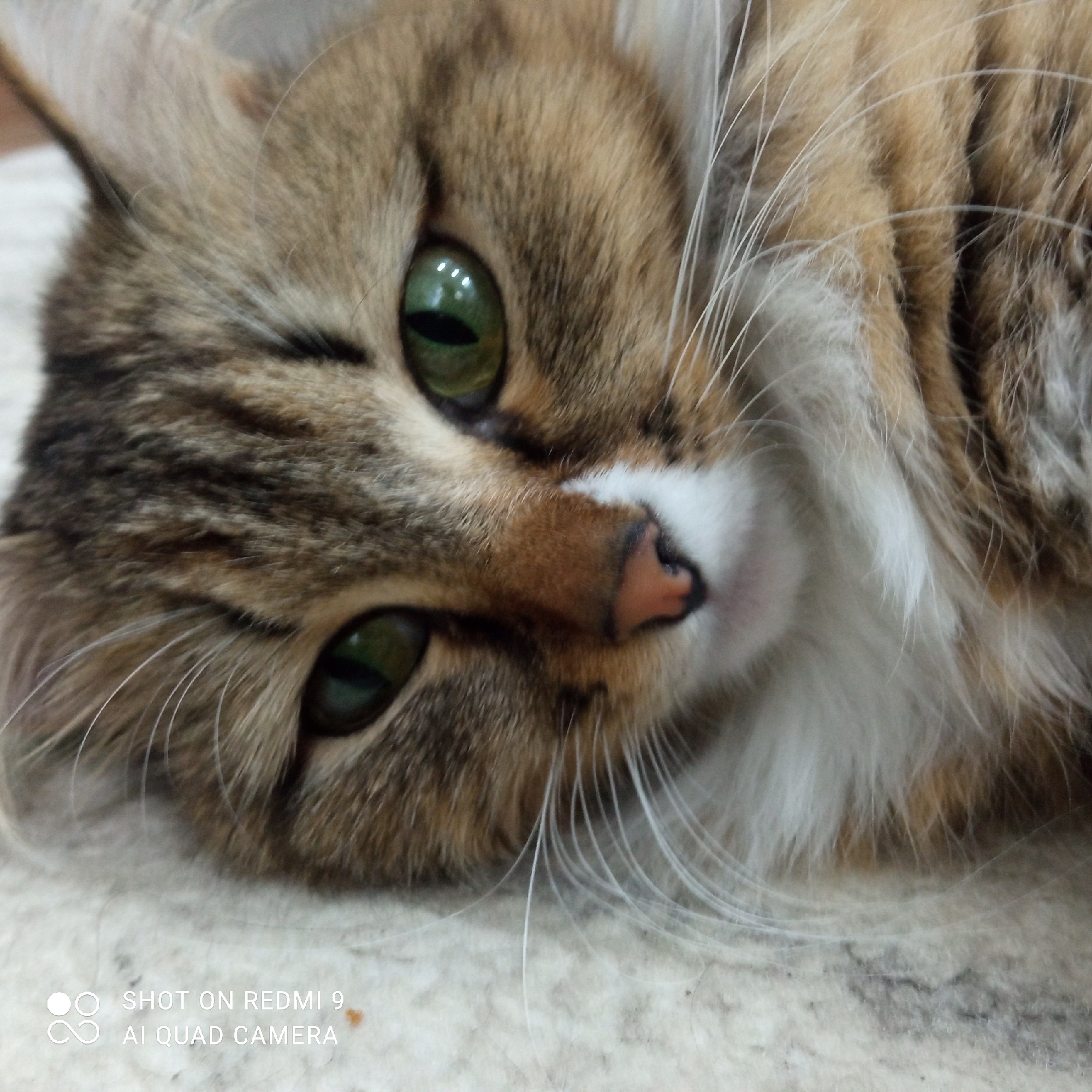 This media file features a close-up, head-and-shoulders portrait of a long-haired cat, likely taken indoors in Chaikovsky, Russia. The cat is lying down, with its head tilted slightly to the right, looking directly at the viewer.
The cat's fur displays a distinct tabby pattern with shades of brown, tan, and dark brown stripes on its head and body, contrasting with a fluffy white muzzle, chin, and chest area. Its most prominent features are its large, luminous green eyes with narrow, vertical pupils, which show reflections of the light source. A pinkish-brown nose is visible at the center of its face, surrounded by numerous long, white whiskers that fan out from its cheeks. The fur appears soft and dense, with individual strands clearly visible, especially in the cropped sections.
The background is a soft, light-colored, and blurry surface, consistent with a carpet or rug, suggesting a comfortable indoor setting. The lighting is bright and even, highlighting the cat's features and fur texture. The cat's expression appears calm, watchful, and perhaps curious.
In the bottom-left corner of the original image, a digital watermark reads: "SHOT ON REDMI 9 AI QUAD CAMERA".