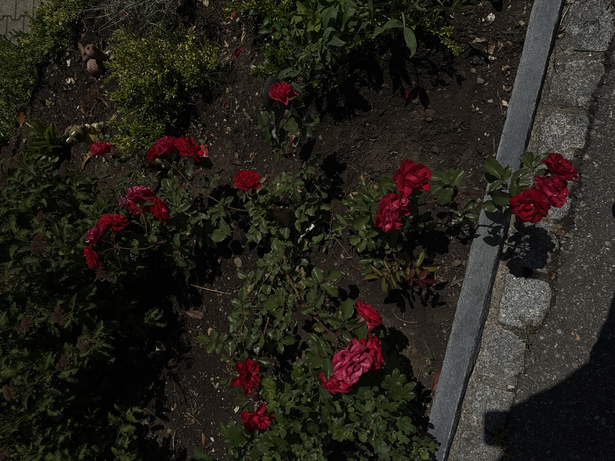 This image presents an overhead view of a vibrant garden bed situated in Oberflachs, Switzerland, under bright daylight. The garden is dominated by several flourishing rose bushes, showcasing numerous deep red roses, some with visible water droplets on their petals. These roses are interspersed with various types of green foliage, including dense bushes and ground cover plants, set within dark, exposed soil.
A straight, grey concrete curb runs vertically along the right side of the frame, acting as a boundary between the garden bed and an adjacent paved area. This paved surface transitions from lighter grey cobblestones or pavers to a darker, asphalt-like material further to the right. The scene is illuminated by strong sunlight, evidenced by the distinct, dark shadows cast across the soil and paved surfaces, indicating clear weather conditions during the day.
Within the dense green bushes in the upper left section of the garden, a small, brown, animal-shaped garden ornament, possibly resembling a hedgehog, is discernible. Another smaller, light-colored garden ornament, possibly a frog, can be seen further down amidst the plants. The overall impression is one of a well-maintained outdoor space. There are no people or visible text in the image.