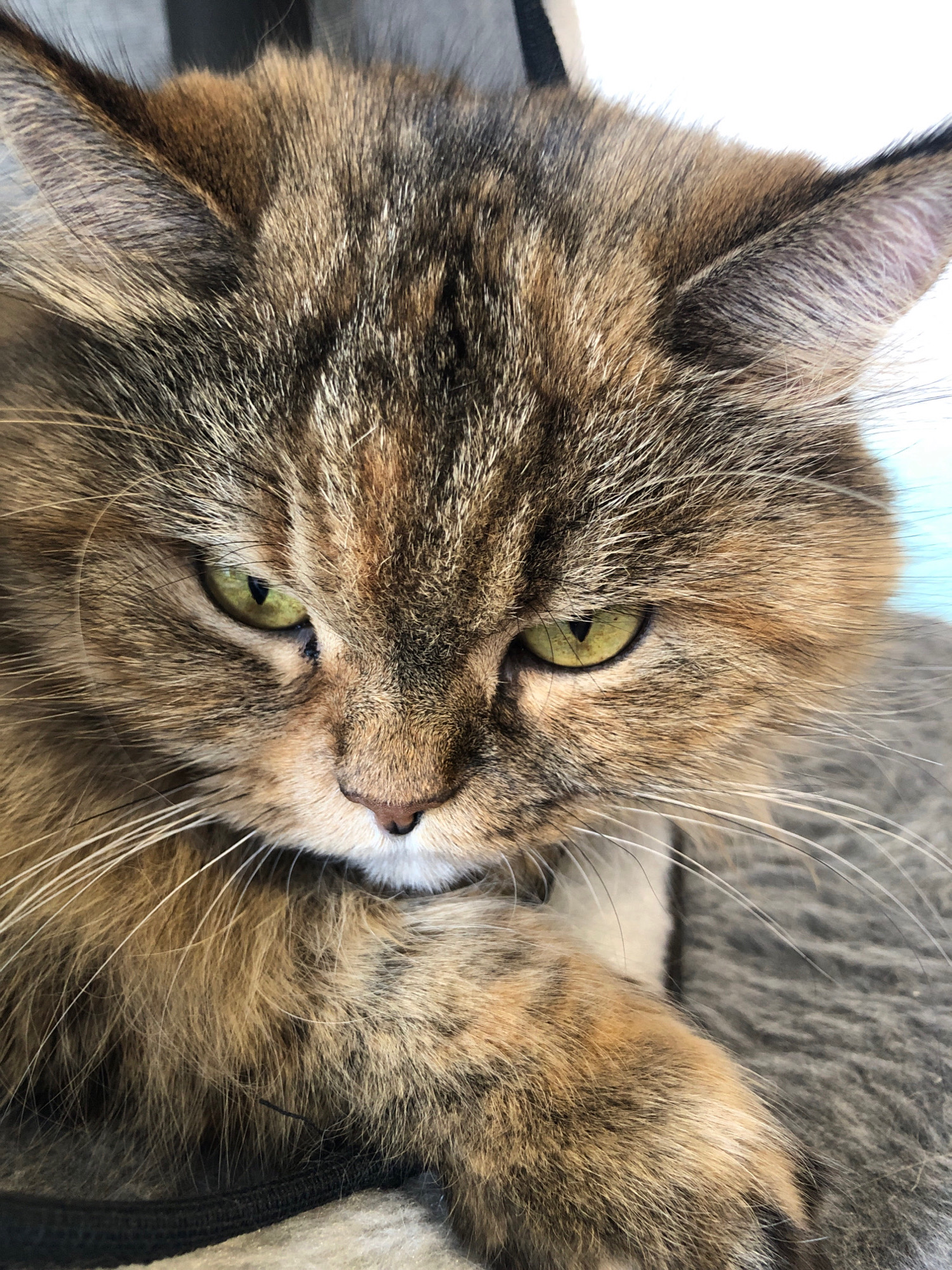 The image shows a close-up of a calico cat's face. The cat has green eyes and a mottled brown, black, and orange coat. Its fur is long and appears somewhat fluffy. The cat's expression is intense, with its gaze directed downwards. Its whiskers are prominent and white. The background is out of focus and appears to be indoors, possibly on a soft surface like a blanket or upholstery. There is no indication of the cat's location in Vsevolozhsk, Russia.
