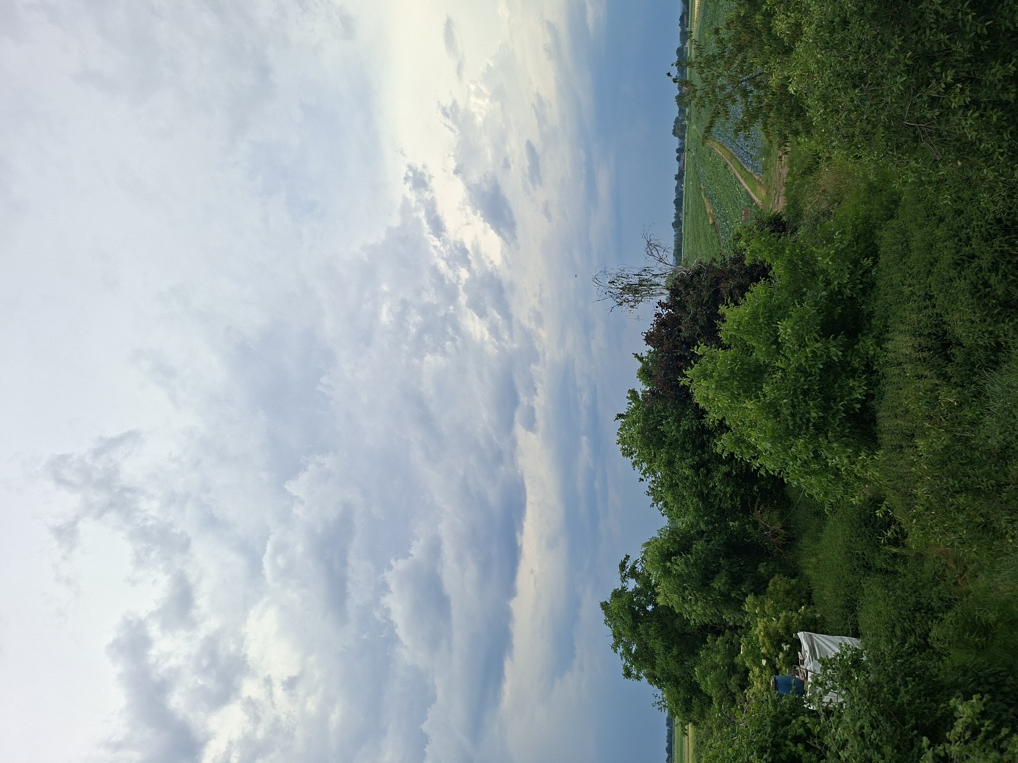 A rural landscape is depicted under a cloudy sky. In the foreground, lush green trees and bushes dominate the scene, with some areas of dense undergrowth. To the left, a white tarp covers an object, and a blue barrel sits atop it. In the middle ground, a vast field of crops, possibly cabbage, is visible, divided into rows and appearing slightly damp, suggesting recent rain. The field stretches towards the horizon, where it meets a distant tree line. The sky is filled with a variety of clouds, ranging from light, wispy formations to darker, heavier masses, with some hints of blue sky peeking through. The overall impression is one of a serene, natural environment with agricultural activity.