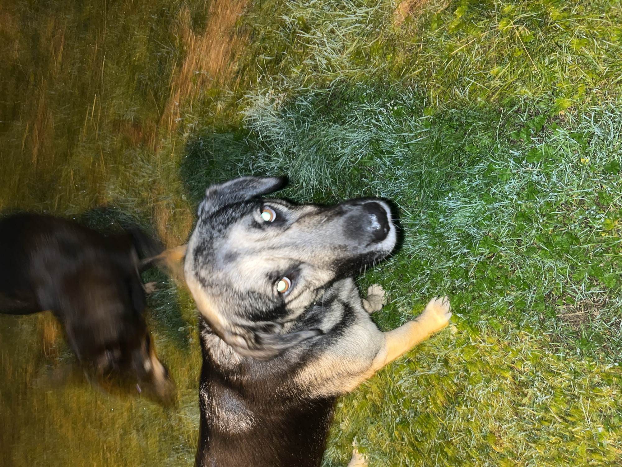 The image shows two dogs on a grassy area. One dog, in the foreground, is facing the camera and looking up. This dog has grey, black, and tan fur with striking bright eyes. Its front paws are extended, and it appears to be lying down or resting on the grass. The other dog, in the background, is a darker color and is blurred due to motion, suggesting it might be running or walking past. The grass appears somewhat frosty or dewy, and the overall lighting suggests it could be early morning or late evening. The scene is outdoors, possibly in a yard or park. There is no visible text in the image. The dogs appear alert and engaged, with the foreground dog displaying a curious or expectant posture.