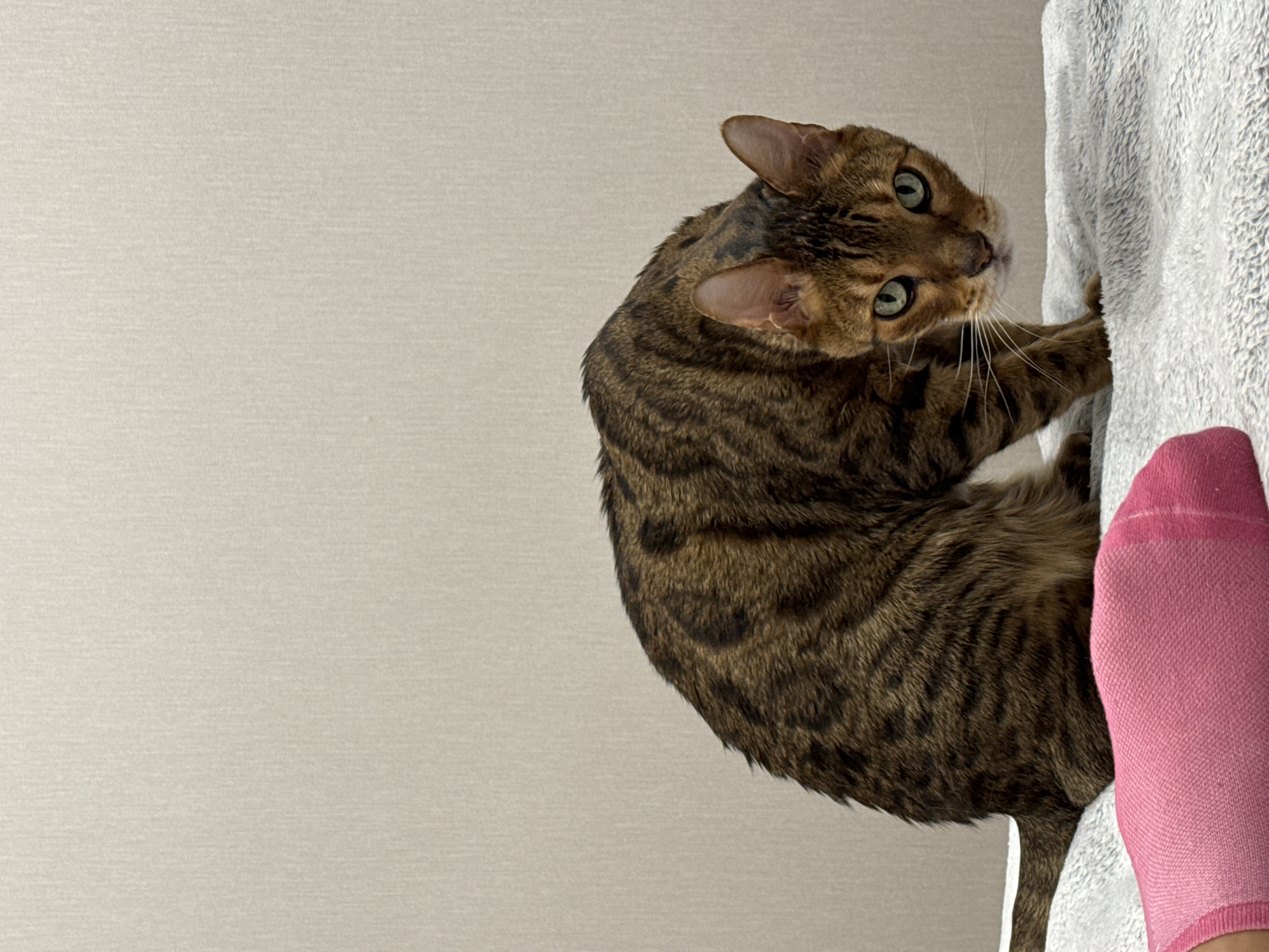 A brown tabby cat is climbing a white, fluffy material, with a pink-socked foot visible to the right. The background is a beige, textured wall. The location is in the city of Unknown, Unknown.