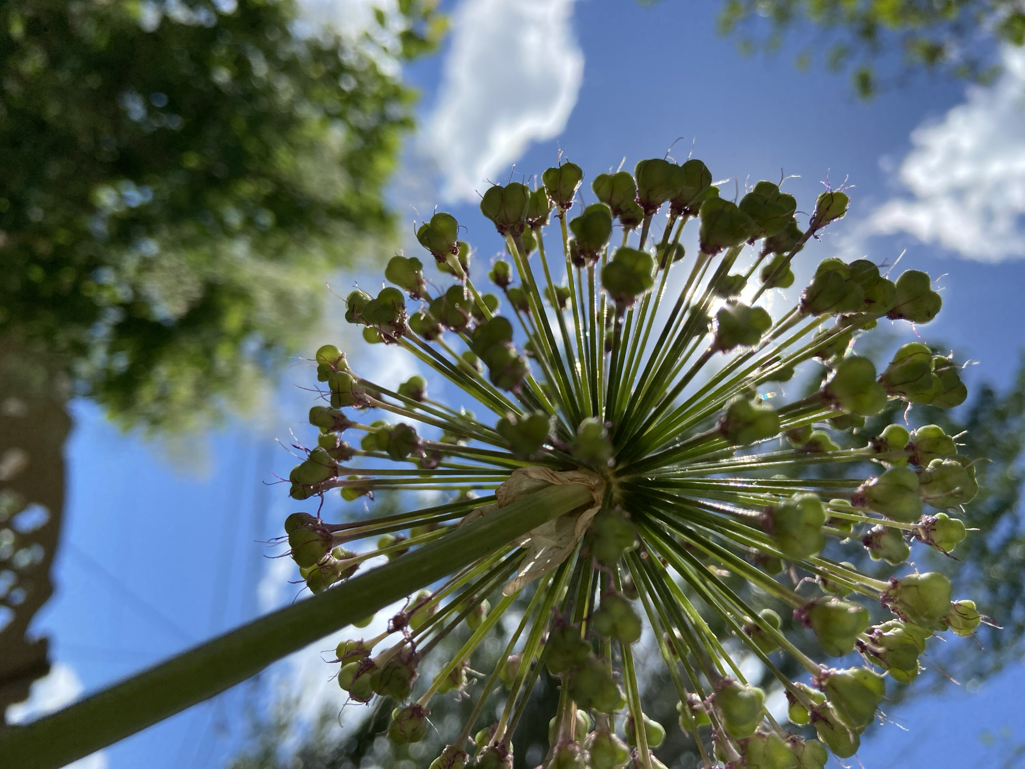 A low-angle shot captures a flower head of Allium species against a backdrop of a partly cloudy sky and blurred foliage. The flower head consists of numerous green seed capsules, each attached to a thin, bright green stem that radiates from a central point. A portion of the green flower stalk extends from the bottom left, angling towards the flower head. The sky is blue with scattered white clouds, and hints of sunlight filter through the flower head. The background includes green foliage out of focus. The exact location is not identifiable based on the image.