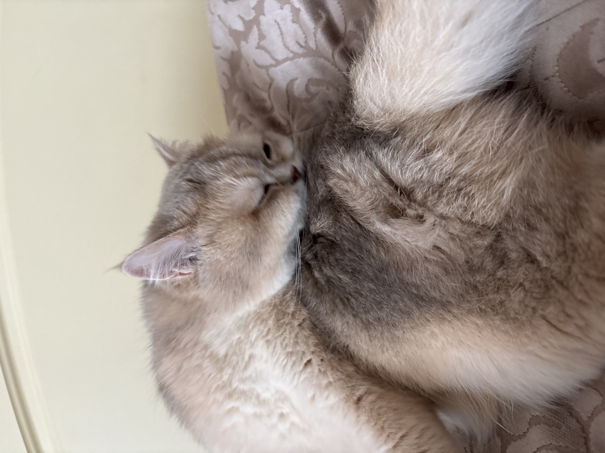A light-colored cat is curled up on top of a fabric surface, possibly a curtain or upholstered piece of furniture. The cat has its face pressed against another cat's tail, as if grooming or nuzzling. The fabric is a beige color with a subtle floral pattern. The background is a plain, light yellow wall. The location information is not present in this image.
