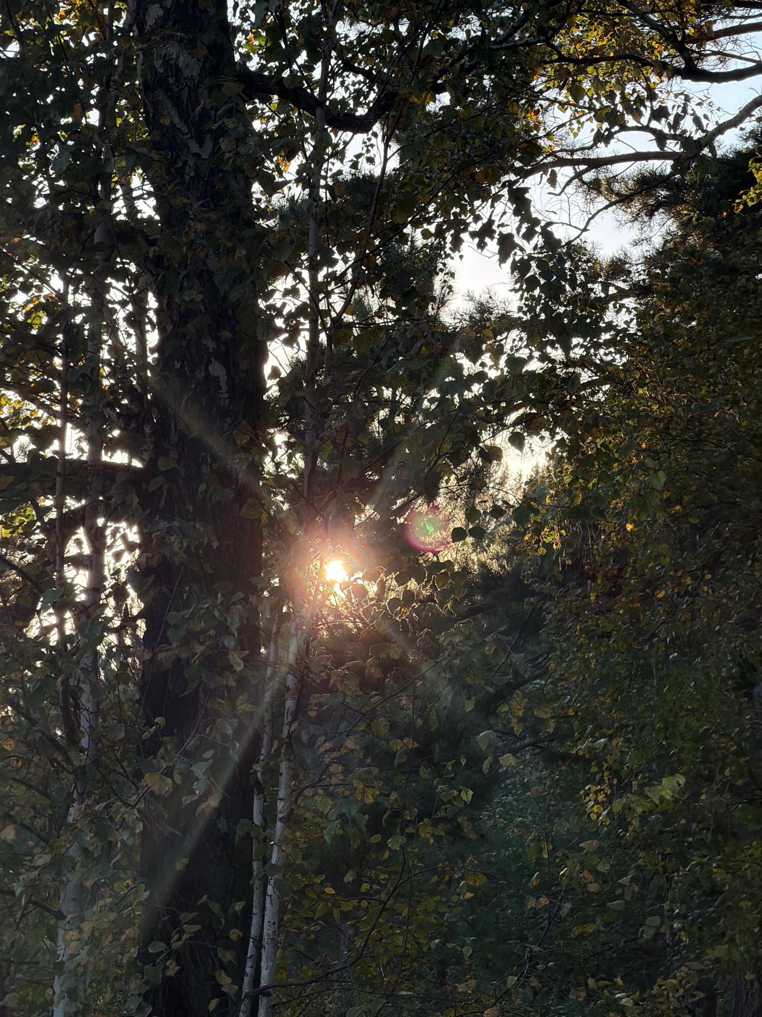 The image captures a sunlit forest scene, likely in Krasnoyarsk, Russia. The sun's rays pierce through the dense canopy of trees, creating a dramatic interplay of light and shadow. The leaves on the trees are a mix of green and yellow, suggesting it might be autumn. The bark of some trees, particularly those with lighter colored bark, appears rough and textured. The background is filled with more foliage, creating a sense of depth. The overall impression is one of natural beauty and a tranquil, sun-dappled woodland.