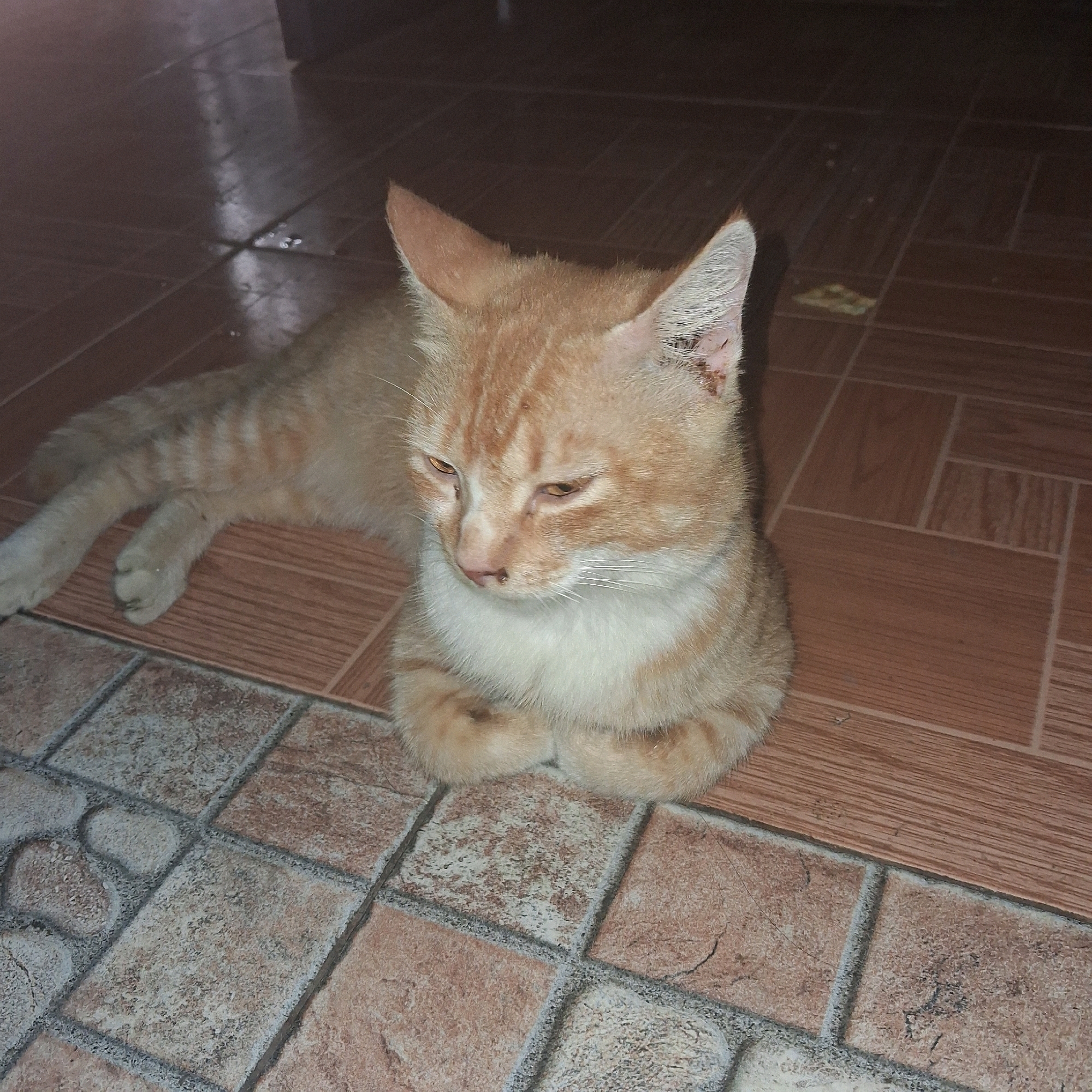 An orange tabby cat with white markings is lying down on a tiled floor. The floor is composed of light brown wooden-look tiles and square cream-colored tiles with a mottled texture. The cat is facing to the left with its front paws tucked beneath its chest. Its eyes are partially closed, and its head is slightly bowed. The cat's fur is short, and it has faint stripes on its back and tail. The environment appears to be indoors, as suggested by the flooring and the shadow cast on the floor from an unseen light source. There is no indication of the specific location in Kasang Pudak, Indonesia, beyond it being a tiled floor.