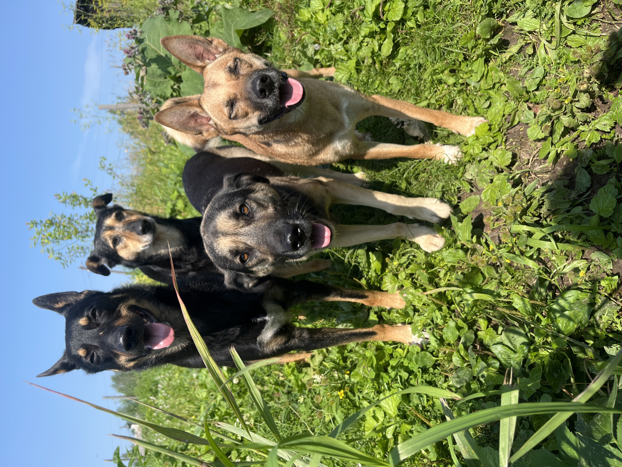 The image shows four dogs in an outdoor setting, likely a park or a yard, with lush green grass and vegetation under a clear blue sky. The dogs are of varying breeds and colors, and appear to be healthy and well-cared for. The overall impression is one of a pleasant day spent outdoors with pets. The location in Nizhny Tagil, Russia, is not evident from the visual cues in the image.
