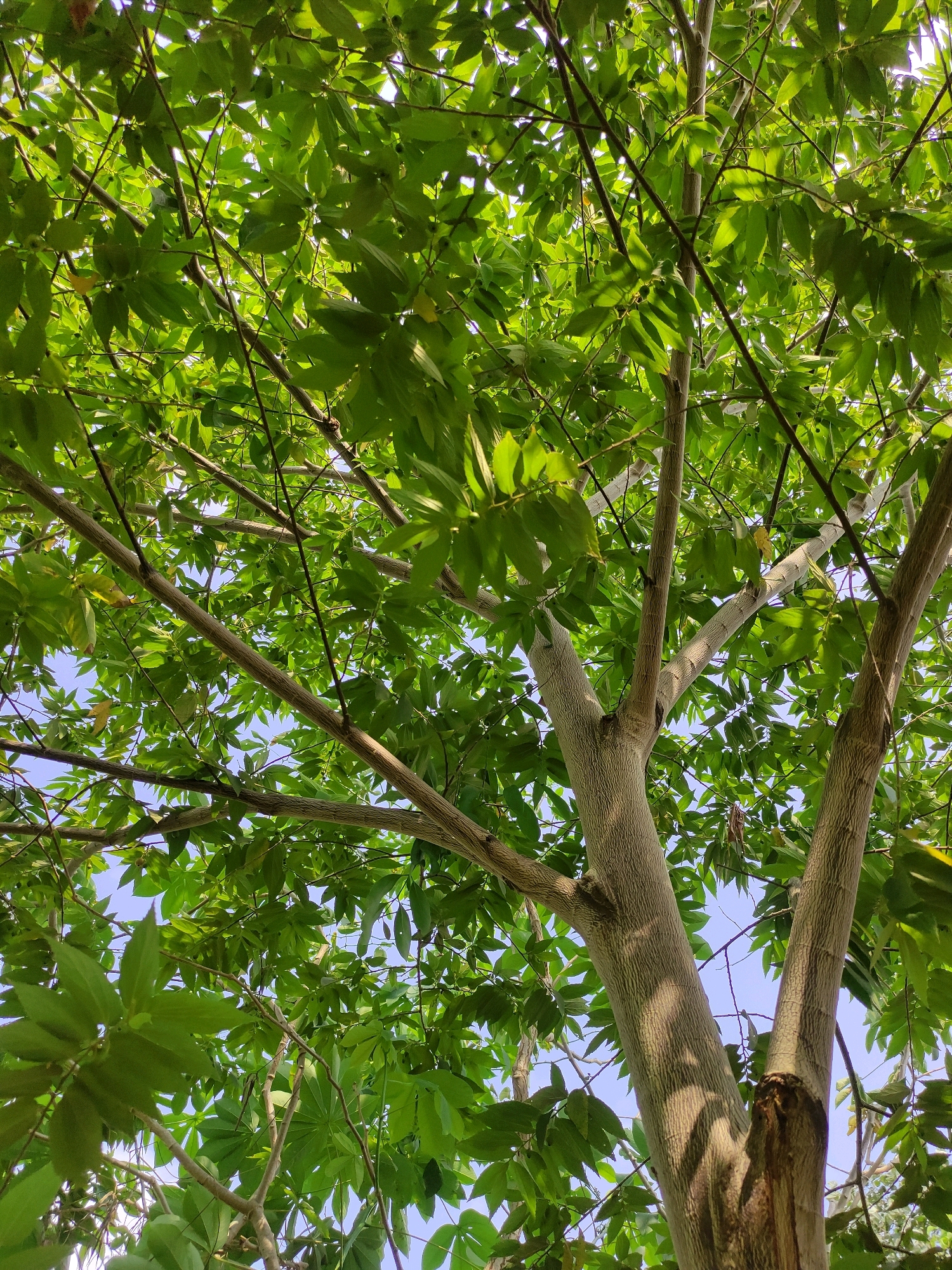 This is a low-angle, full-frame shot of the canopy of a tree, likely taken in the city of Tiudan, Indonesia. The image is dominated by lush green leaves and branches, which fill most of the frame. Through the gaps in the foliage, a clear blue sky is visible. The trunk of the tree is visible in the lower right quadrant of the image, splitting into two main branches. The bark of the trunk and branches has a textured, somewhat rough appearance with light and dark striations. The leaves are varied in shape and size, with some appearing to have small, dark green fruits among them. Sunlight filters through the leaves, creating dappled shadows and highlighting the vibrant green of the foliage. The overall impression is one of natural growth and a pleasant outdoor environment.