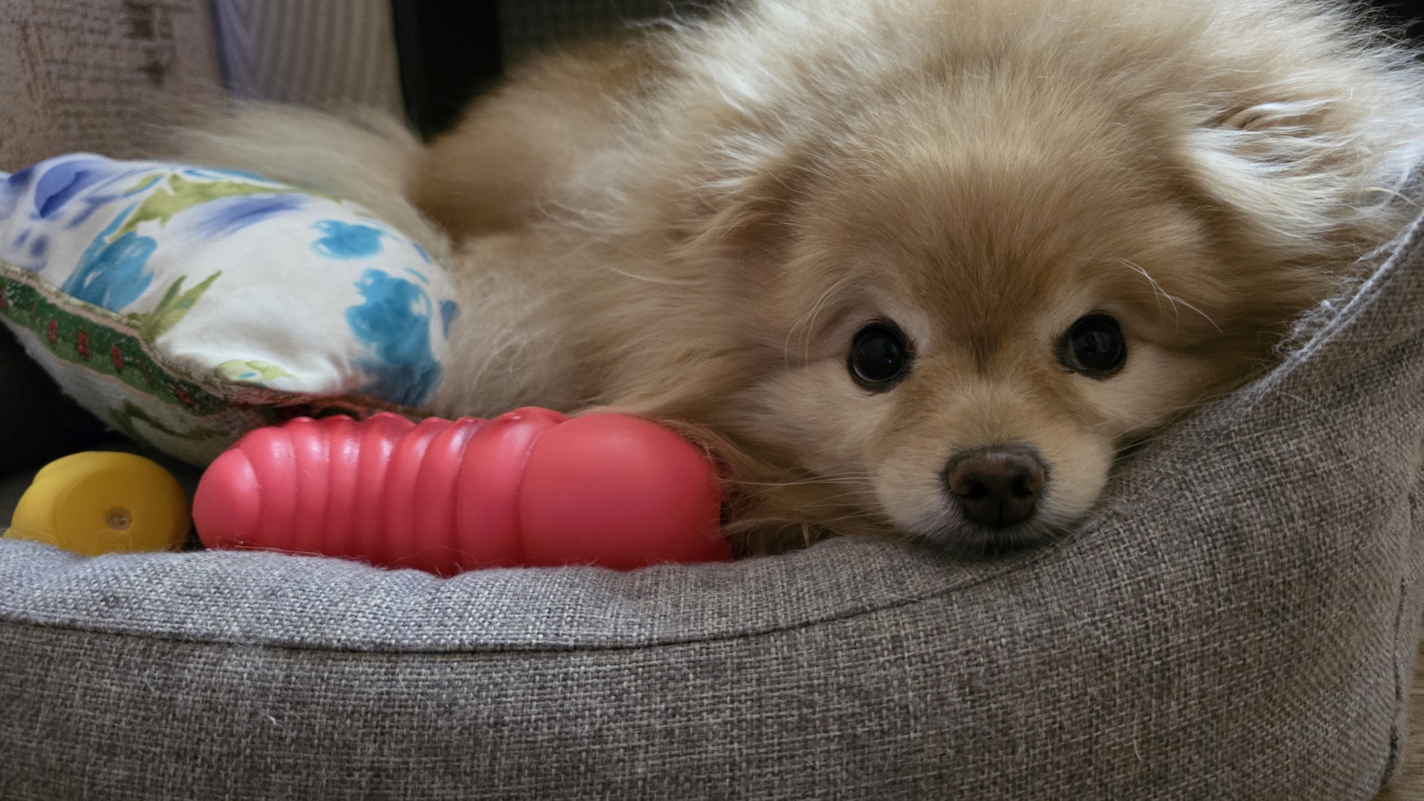 A light brown Pomeranian dog is lying on a gray dog bed with several toys. To the left of the dog is a small yellow ball and a red ribbed toy. Behind these toys is a pillow with a floral pattern of blue flowers and green leaves. The dog is looking directly at the camera with its head resting on the edge of the bed. The background is blurred and appears to be indoors, with a striped pattern that suggests furniture or blinds. The scene is well-lit, with soft lighting that highlights the dog's fur. There is no indication of the location being in Верхнеказымский, Russia, as the image lacks any recognizable landmarks or contextual clues of that specific place.
