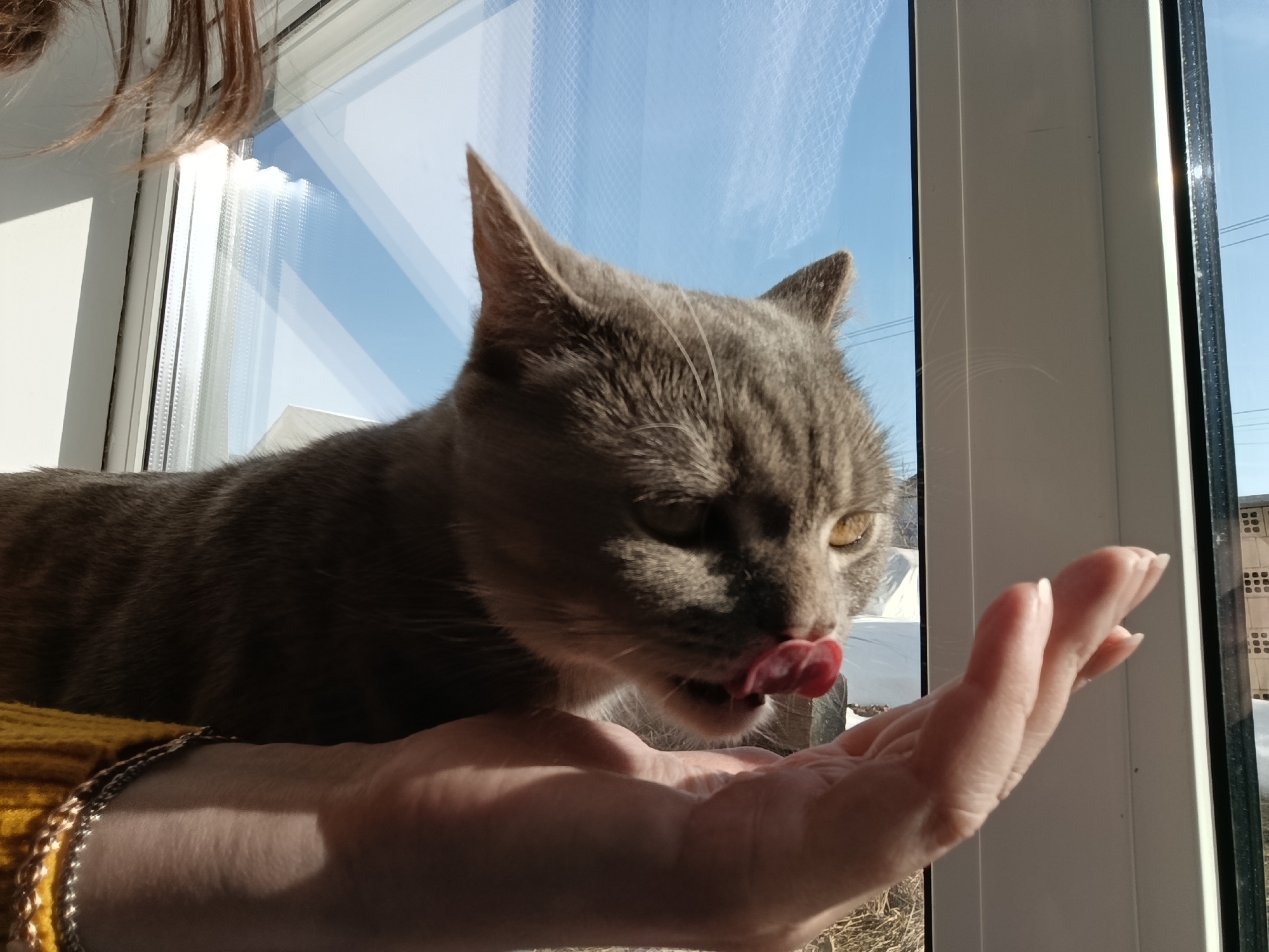A gray tabby cat is licking the palm of a person's hand. The person is wearing a yellow sweater and a silver and gold bracelet. The cat and person are positioned in front of a window. The window is reflecting a blue sky and a building outside. The building has a grid pattern of windows. The location appears to be in the city of Chaikovsky, Russia, based on architectural styles and visible environmental details. The cat is interacting with the person by licking their hand, suggesting a bond or an attempt to get attention or food.
