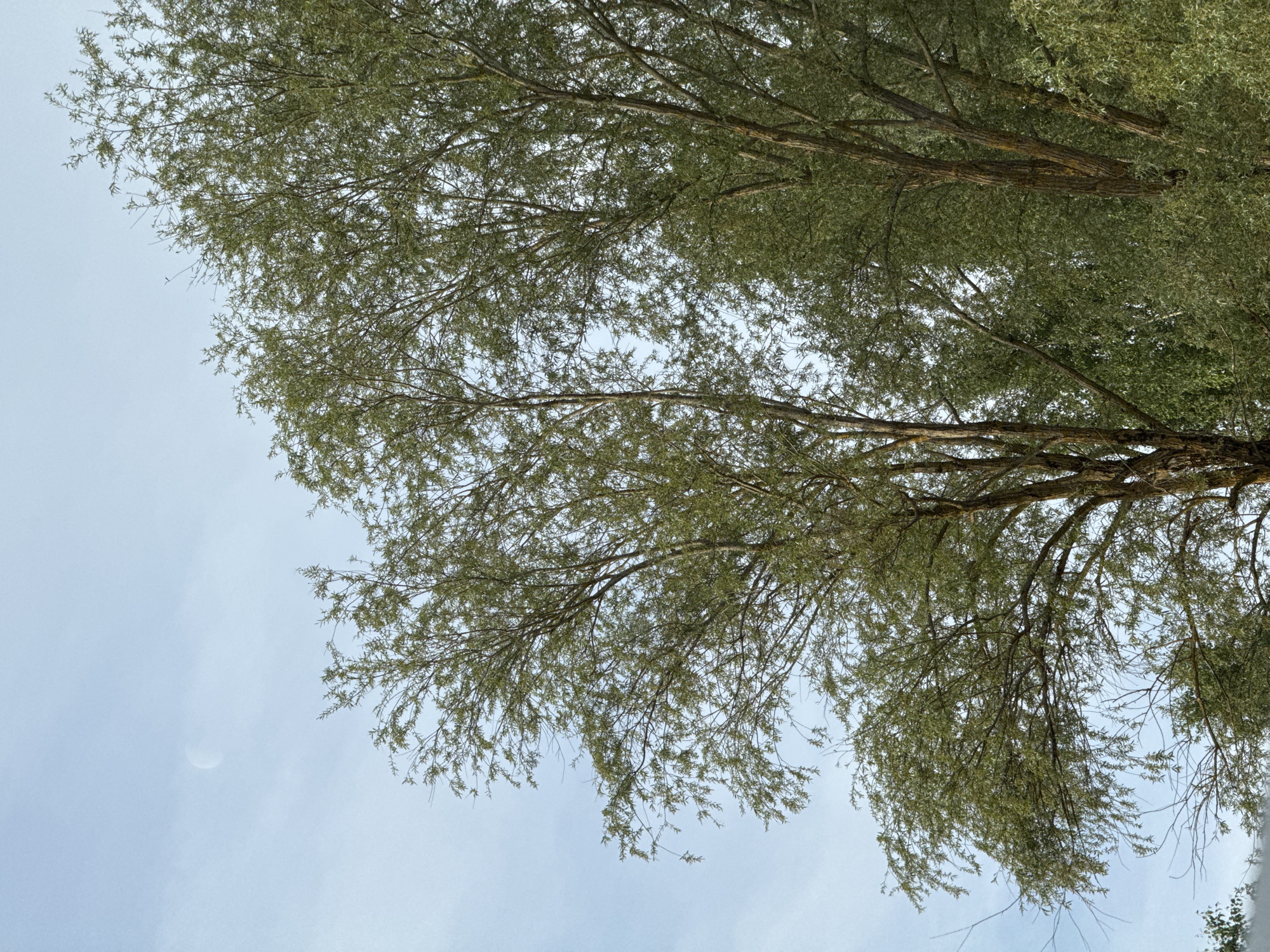 The image shows the canopy of trees against a pale sky. A crescent moon is visible in the upper left quadrant of the sky. The trees are deciduous with abundant green foliage and visible branches. The scene appears to be an outdoor, natural setting. There is no discernible urban environment or specific location in Riga, Latvia, that can be identified from the visual information provided. The image is a static, naturalistic depiction.
