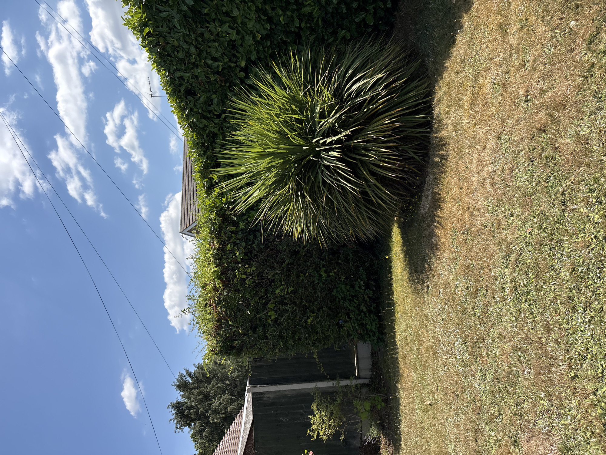 The image depicts a sunlit garden scene under a blue sky with scattered white clouds, suggesting it is a fair-weather day. The foreground is a patch of dry, yellowed grass, indicative of a warm or dry spell. Dominating the mid-ground is a large, spiky green plant with long, pointed leaves, casting a shadow on the grass. Behind this plant is a dense, tall green hedge that forms a backdrop. To the left of the hedge, a dark green wooden fence with a concrete post is visible, along with a small, leafy shrub. In the upper background, parts of residential rooftops and trees can be seen, along with power lines crisscrossing the sky, and an aerial antenna mounted on a roof. The overall scene suggests a suburban garden environment in Chelmsford, United Kingdom. There are no people or animals visible in the image.