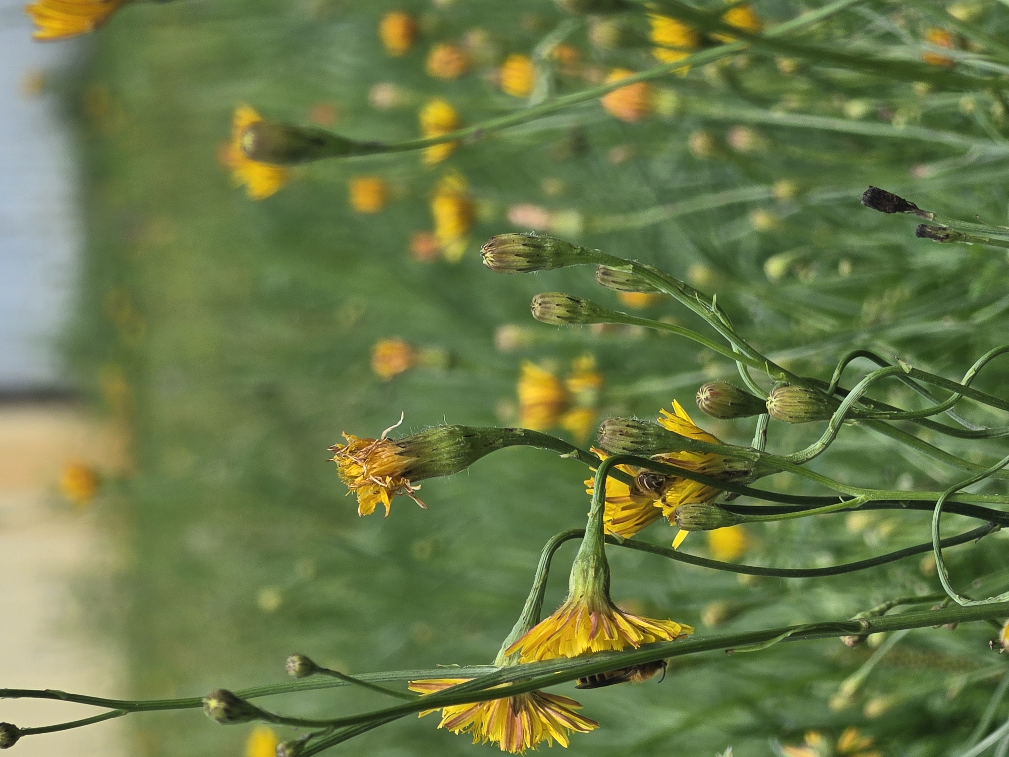 A shallow depth of field image captures a cluster of yellow wildflowers in a grassy area. In the foreground, a few prominent yellow flowers with delicate petals are in focus, with one flower showing signs of wilting. One of these flowers has a bee on its petals, actively engaged in pollination. Several green stalks and buds are also visible. The background is a soft blur of green grass and more yellow wildflowers, creating a bokeh effect. The overall setting appears to be a natural, outdoor environment. There are no discernable human elements or specific urban structures, making it impossible to determine a specific location within Нагорный, Russia, based solely on the visual information provided.