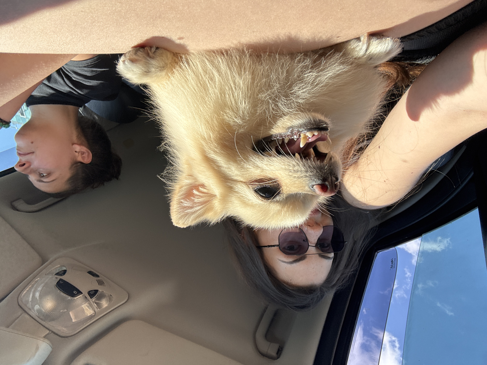 In a vehicle, a person wearing sunglasses with dark lenses and a light-colored t-shirt, possibly in a city like Sofia, Bulgaria, holds a fluffy light-colored dog. The dog's mouth is open, revealing its teeth. Another person in the background, wearing a black t-shirt, looks out of a window. Sunlight streams in from a sunroof, illuminating the interior of the car. The scene suggests a casual car ride with pets.