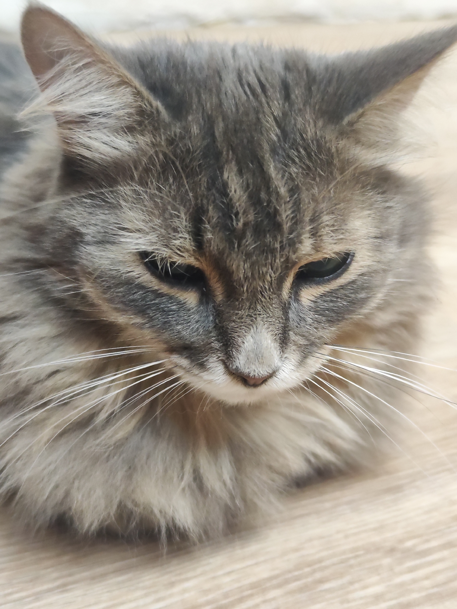 A close-up, slightly angled, indoor shot depicts a grey tabby cat. The cat's face dominates the frame, with its head angled slightly downward. The cat has a grey tabby coat, long white whiskers, and partially closed eyes. The background is a light-colored, smooth surface, possibly wood. The location is unspecified.
