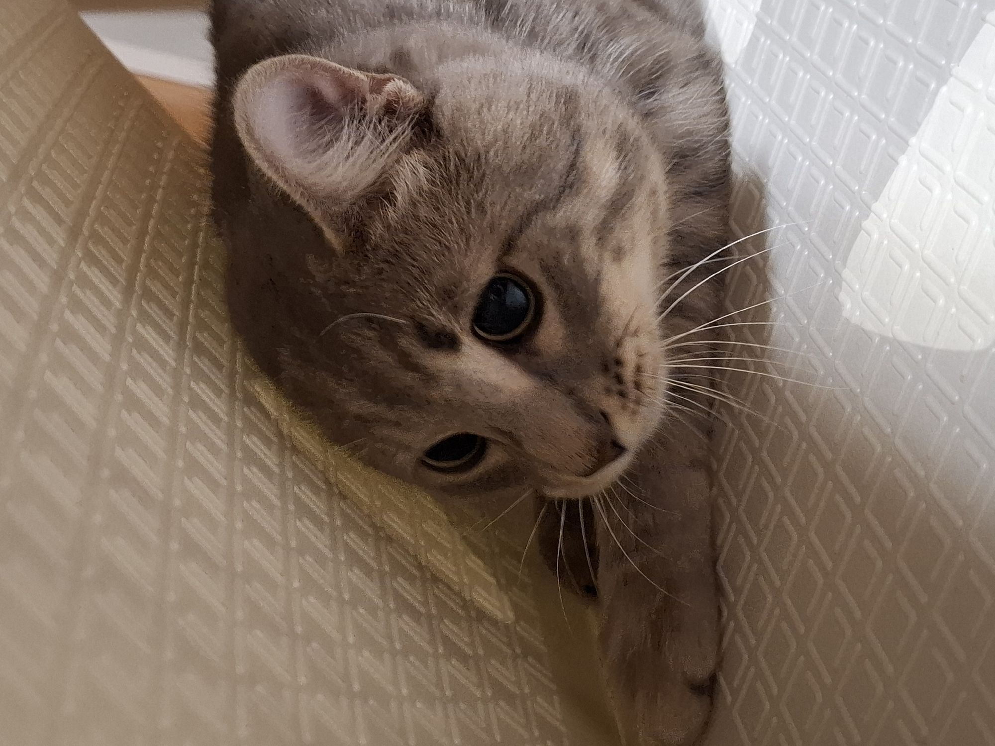 A gray cat with stripes and large, dark eyes is positioned inside of an off-white textured container. The cat's head is tilted, and its paw extends towards the viewer. The background is the interior surface of the container, displaying a repeating diamond pattern.